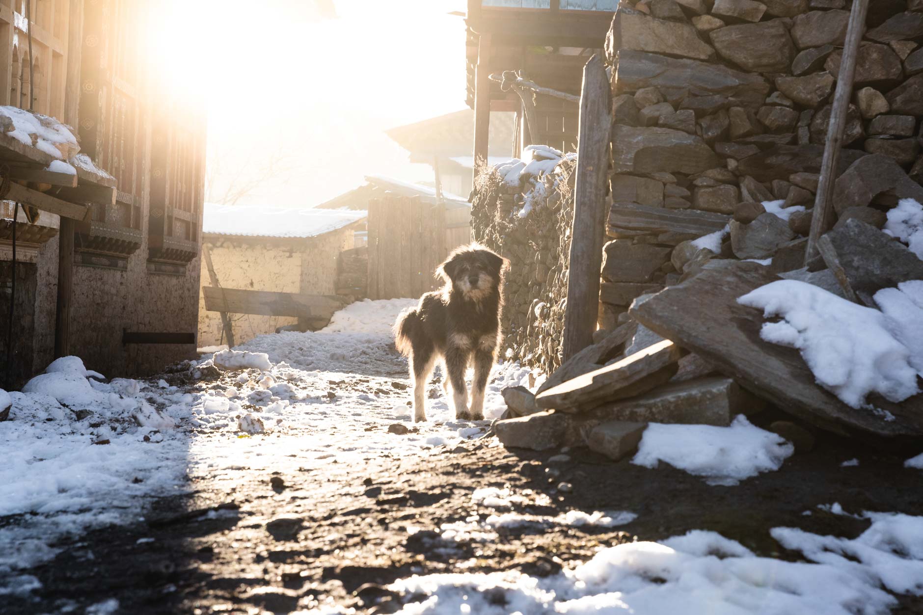 A dog stands in the sunlight in Merak, Bhutan