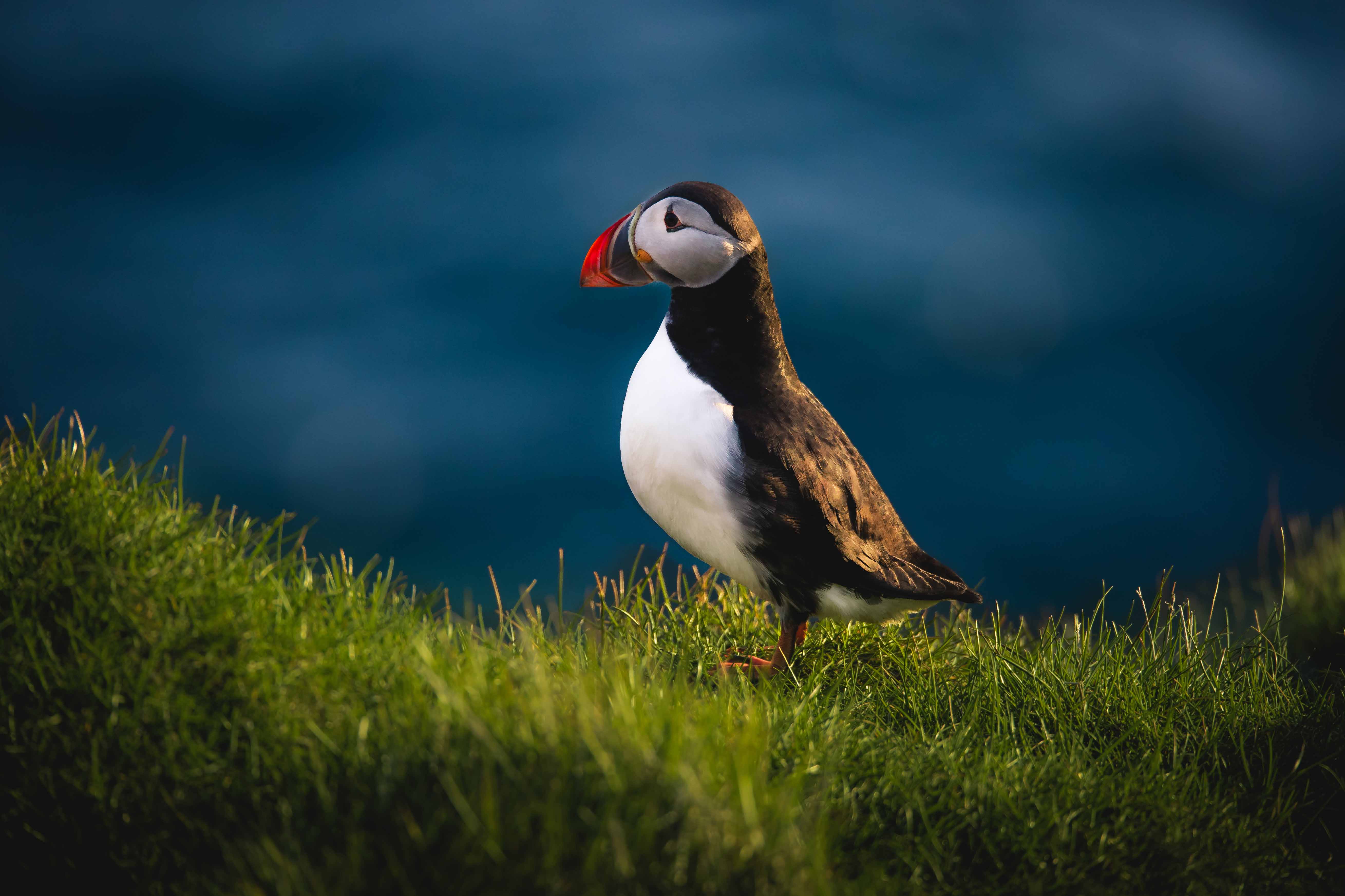 Wildlife photography of a puffin on the Westman island in Iceland