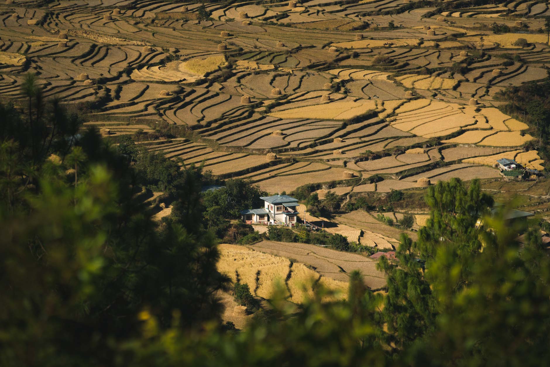 Rice fields in Punakha, Bhutan
