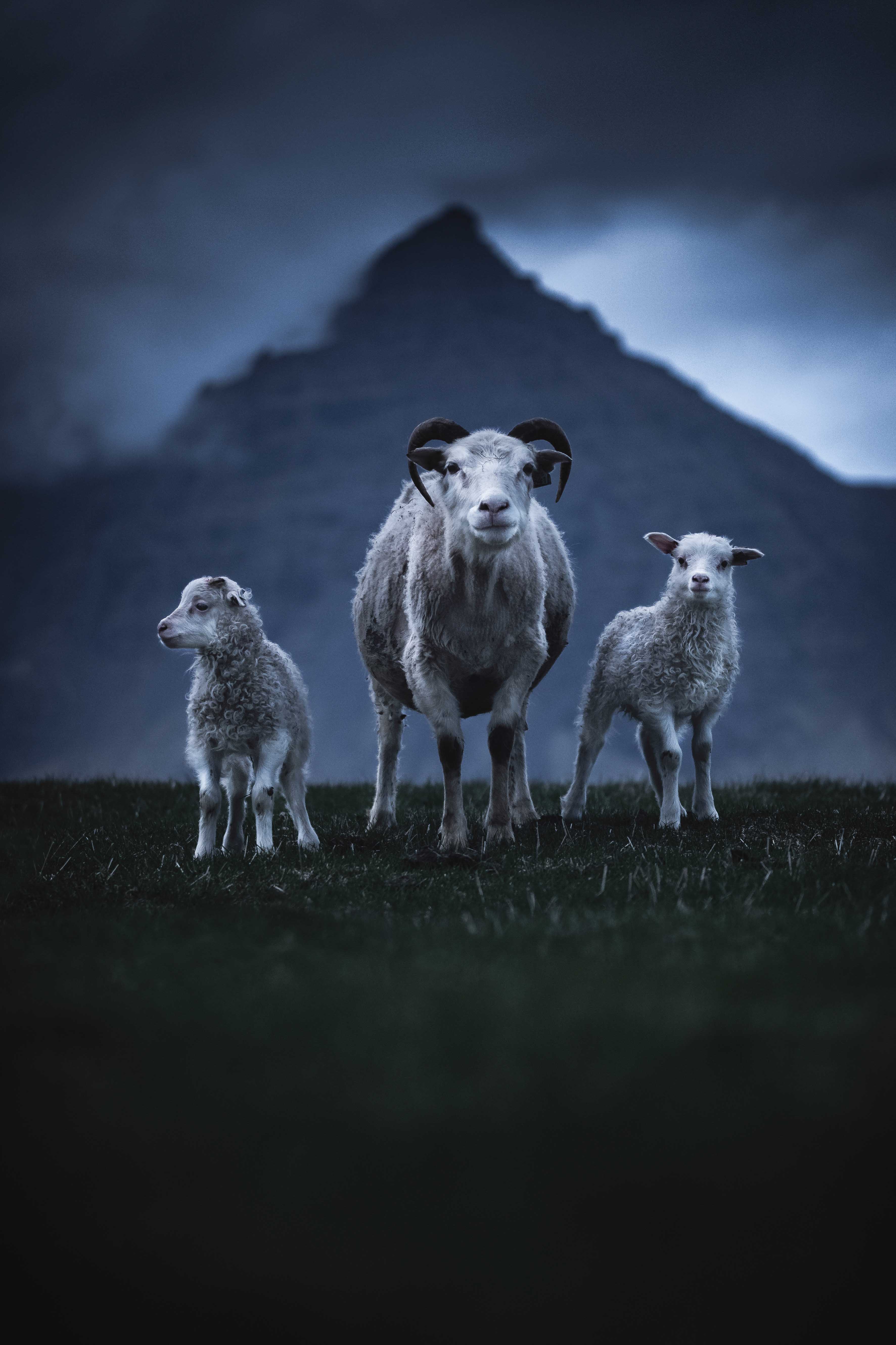 Landscape photography of sheep at Vestrahorn in Iceland