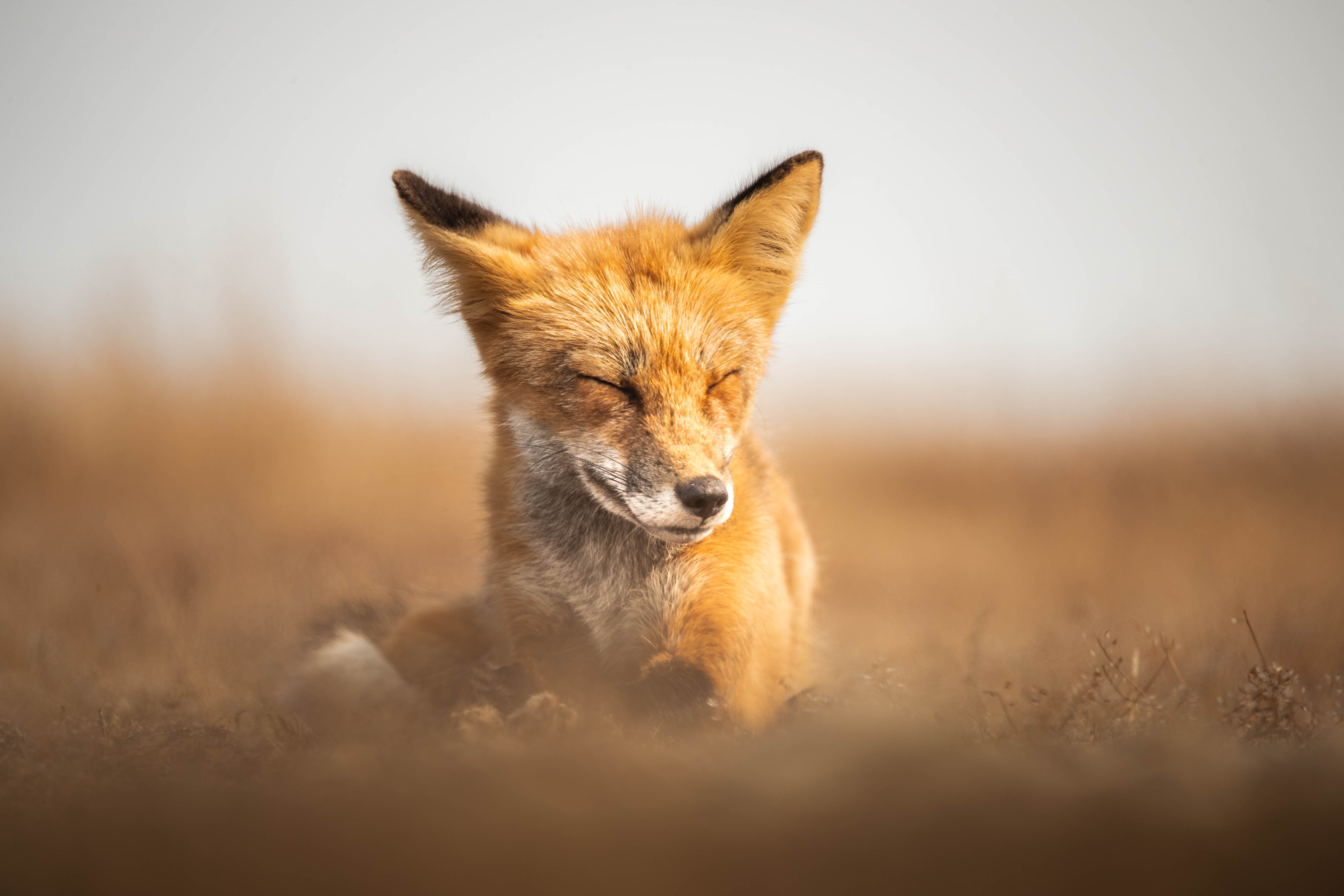 Wildlife photography of a sleeping fox in Washington