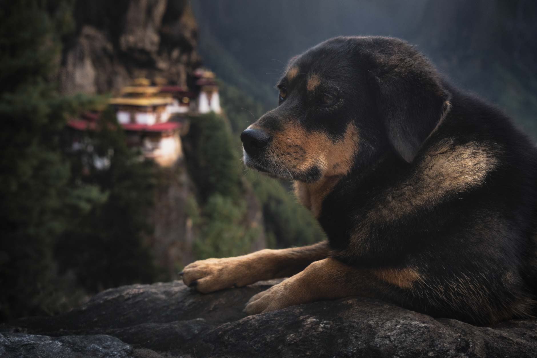 A dog sits at Tigers Nest temple in Bhutan