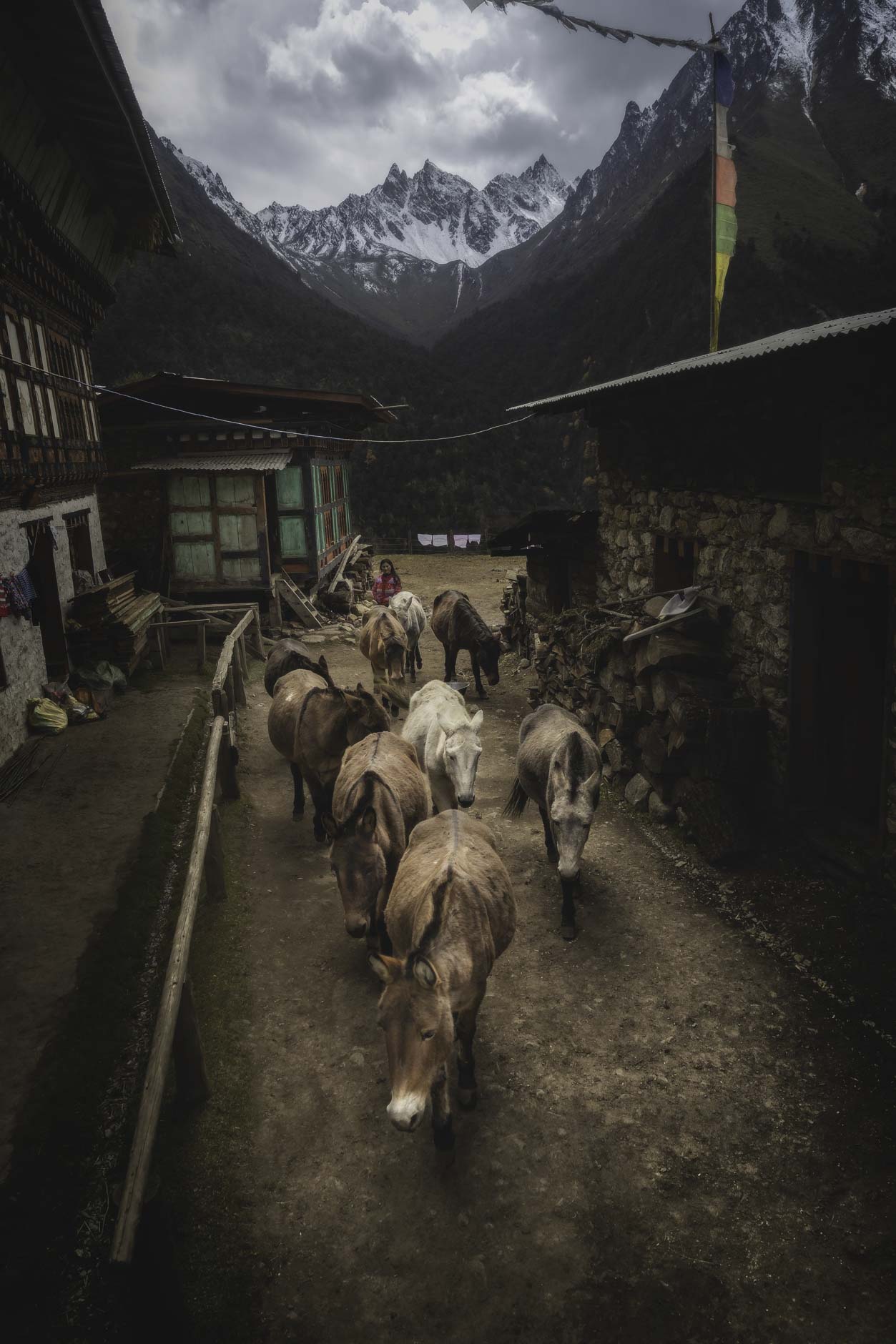 Donkeys in Laya, Bhutan
