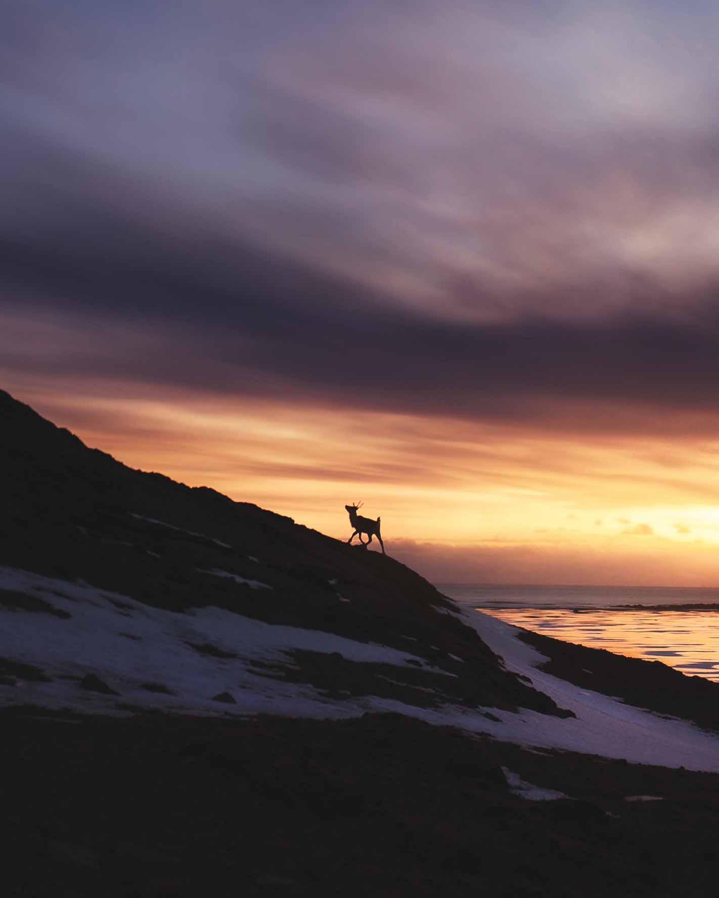 Landscape photography of a reindeer in Iceland