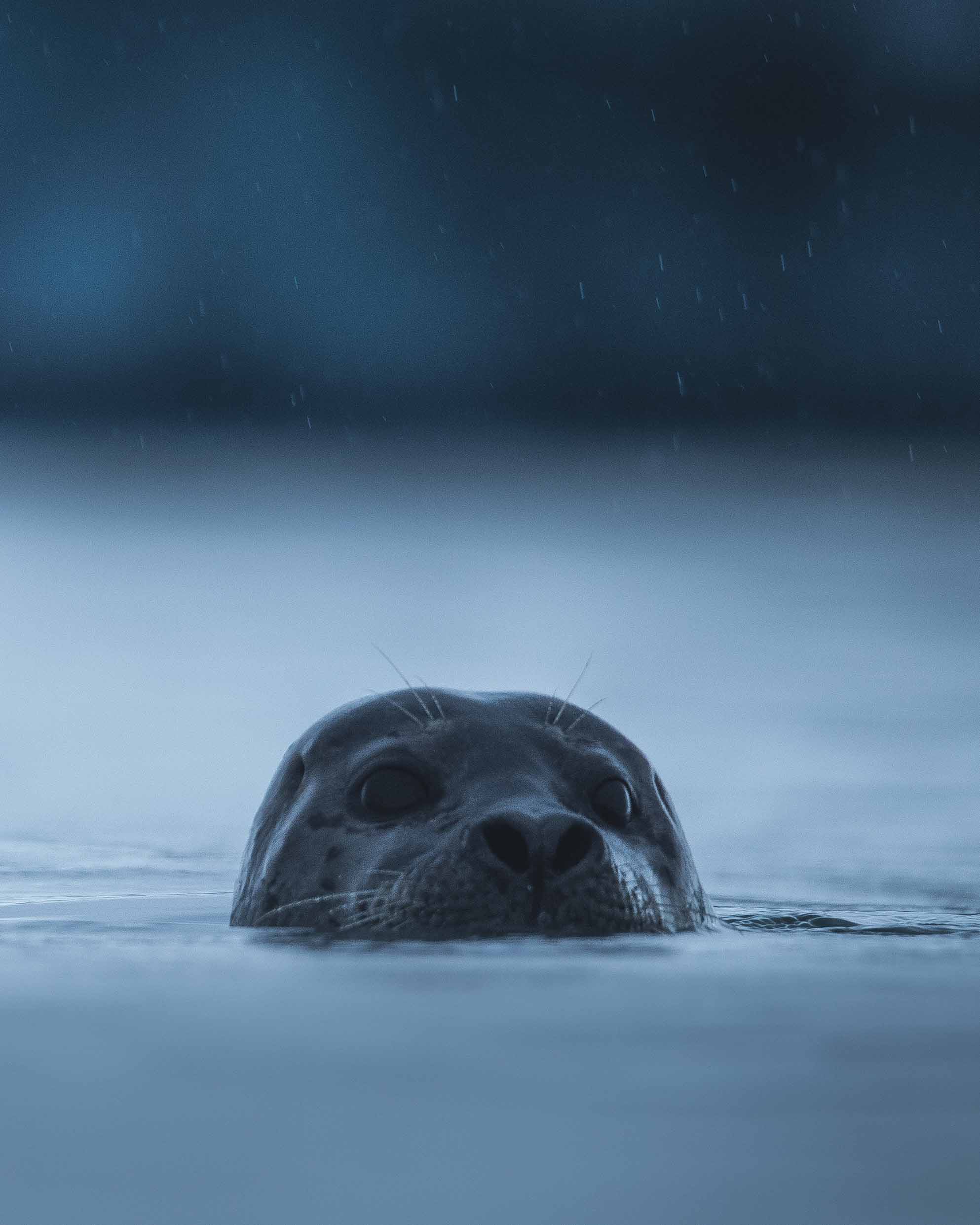 Wildlife photography of a seal at Jokulsarlon Glacier Lagoon in Iceland