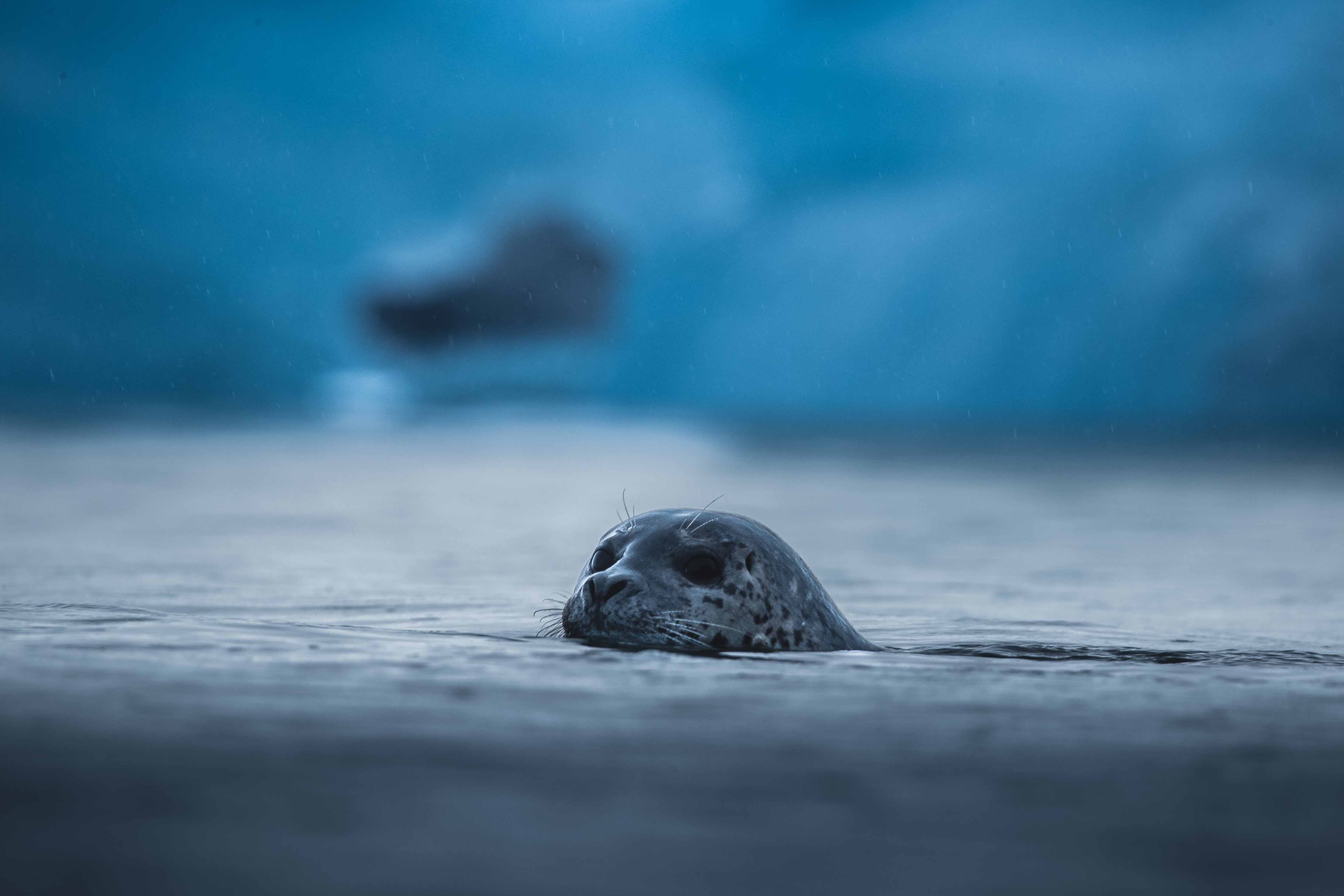 Wildlife photography of a seal at Jokulsarlon Glacier Lagoon in Iceland