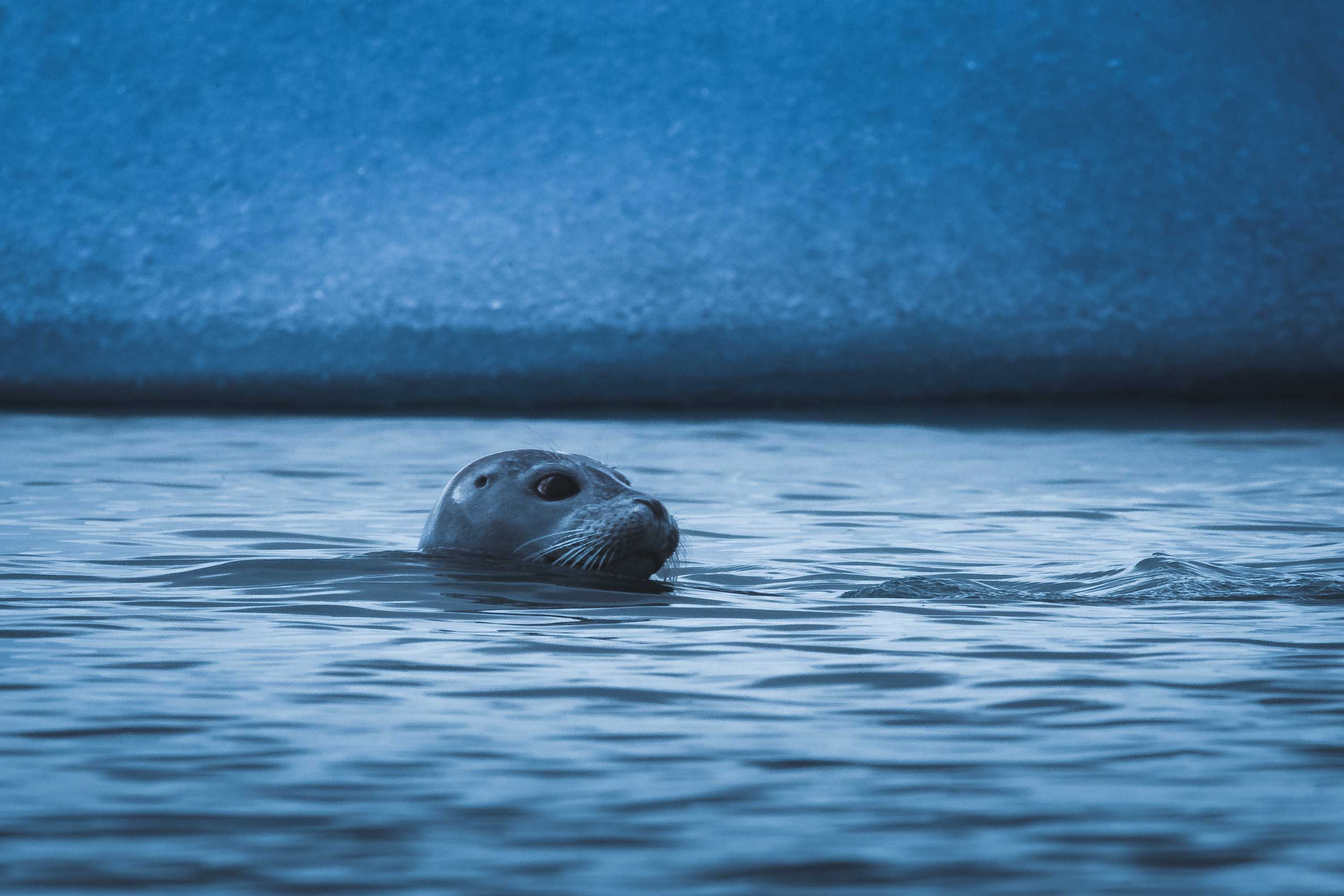 A seal swims next to a glacier in Iceland