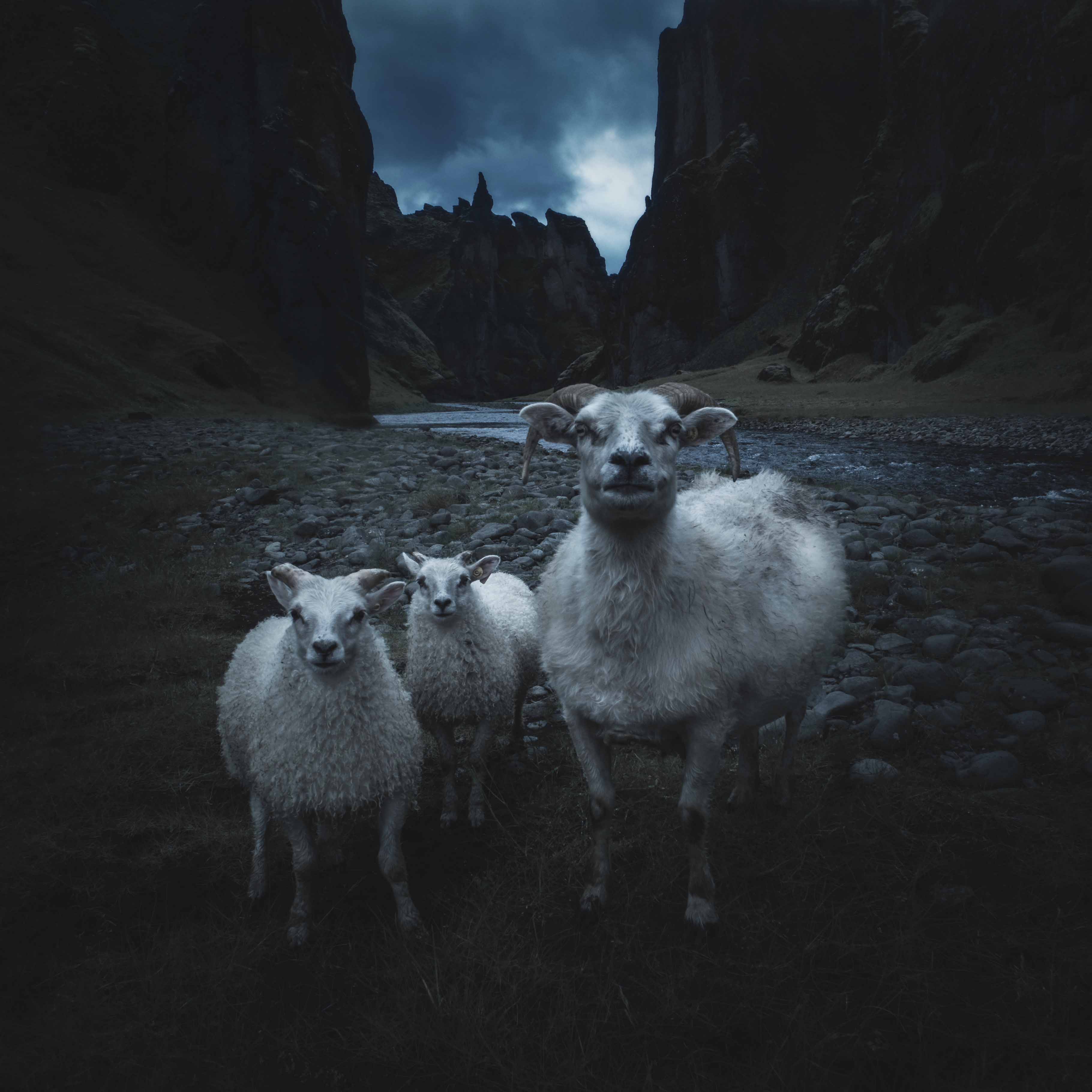 Wildlife photography of three sheep in Fjaðrárgljúfur canyon in iceland