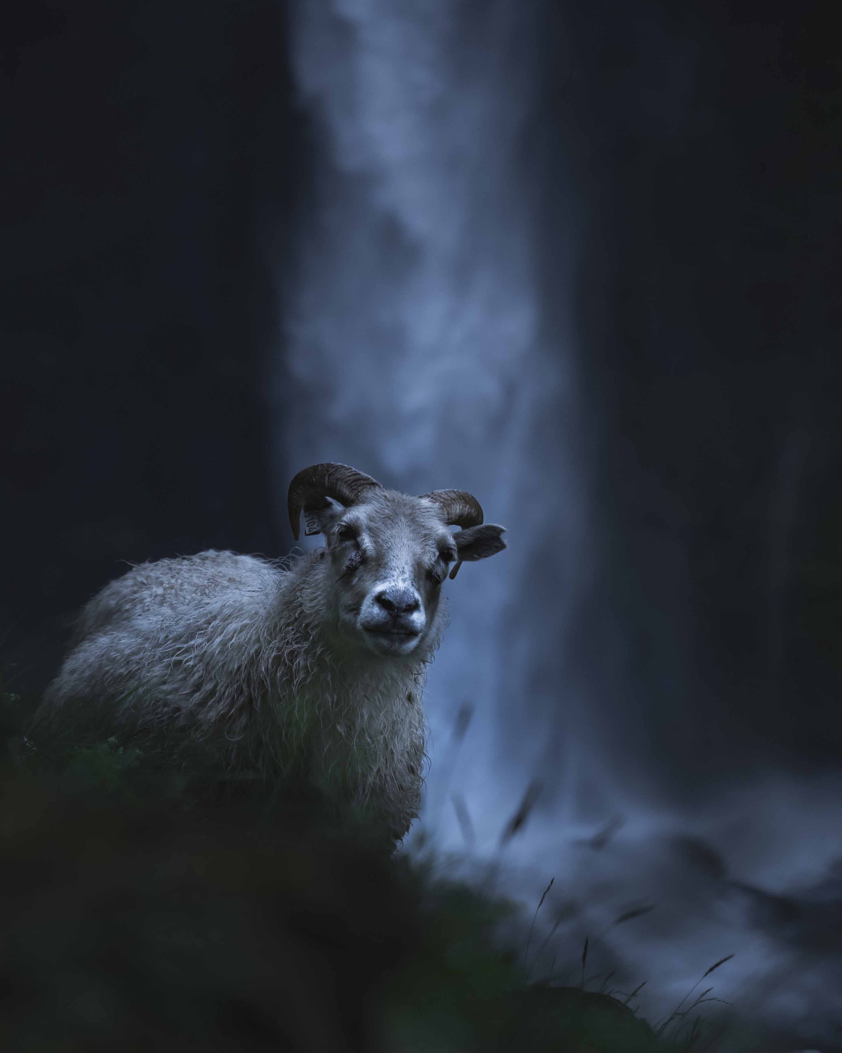 Iceland Wildlife - Andrew Studer