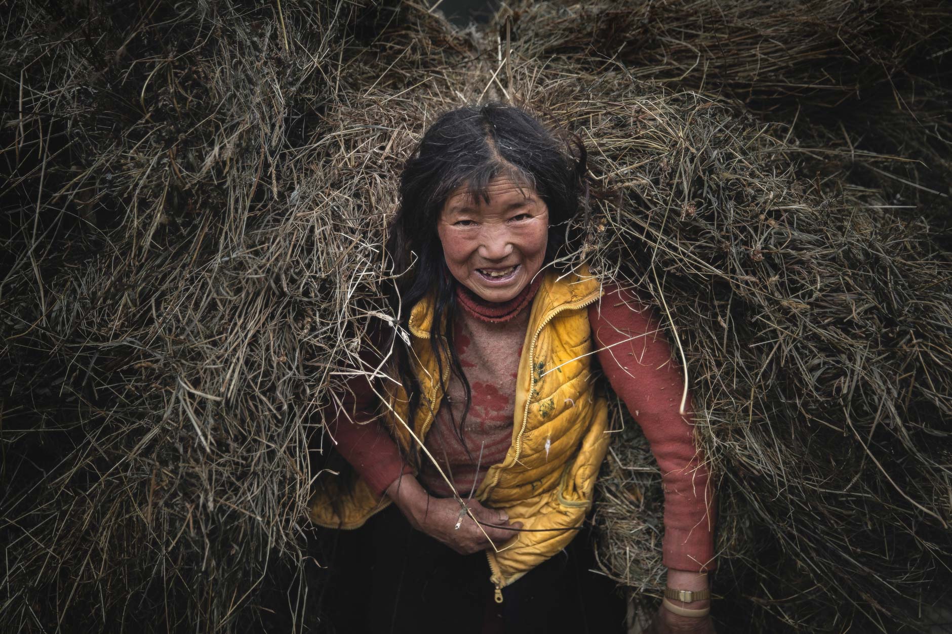 An elderly bhutanese villager woman carries grass on her back