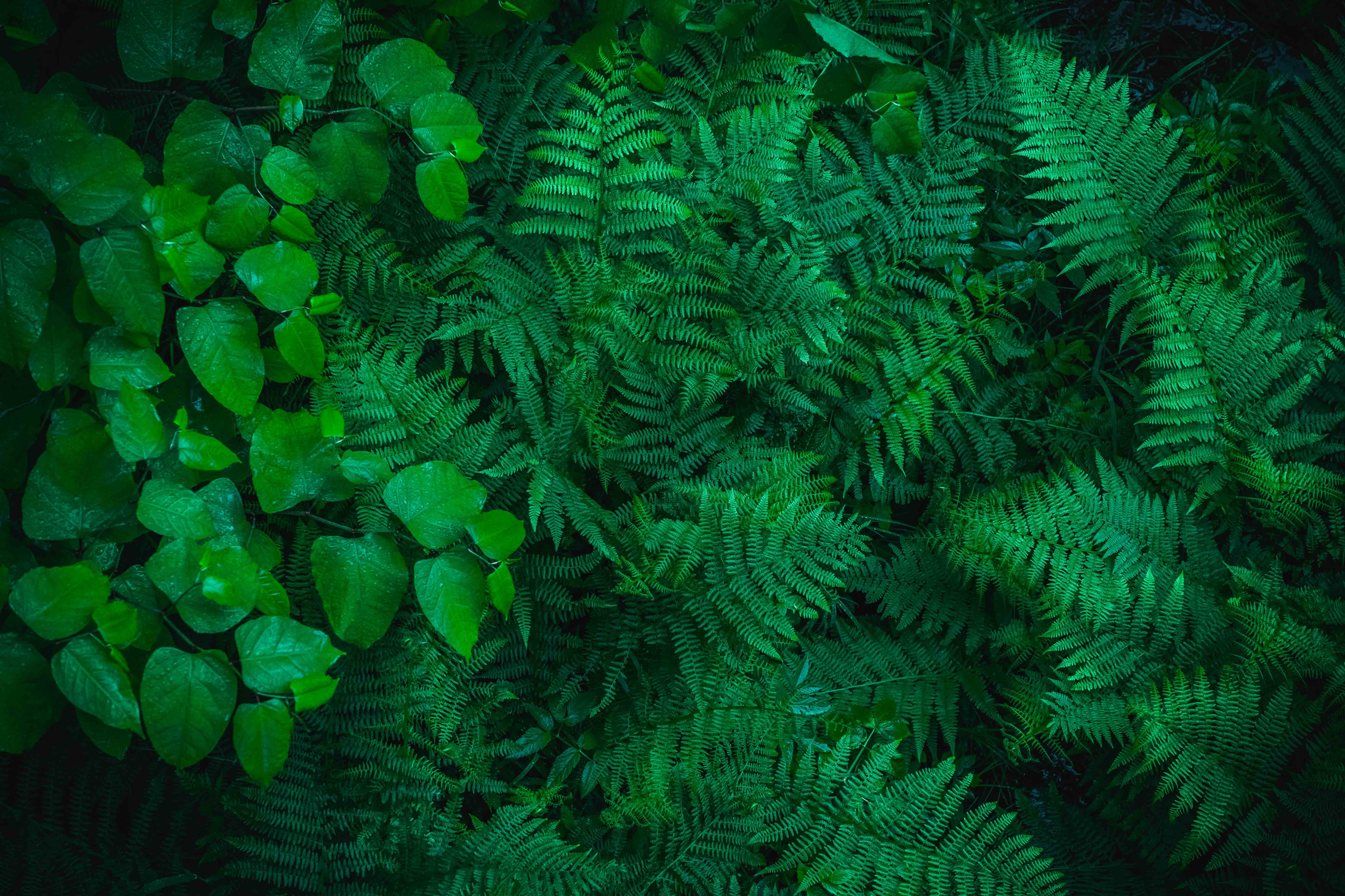 Aerial view of ferns and plants in a forest in the pacific northwest, oregon.
