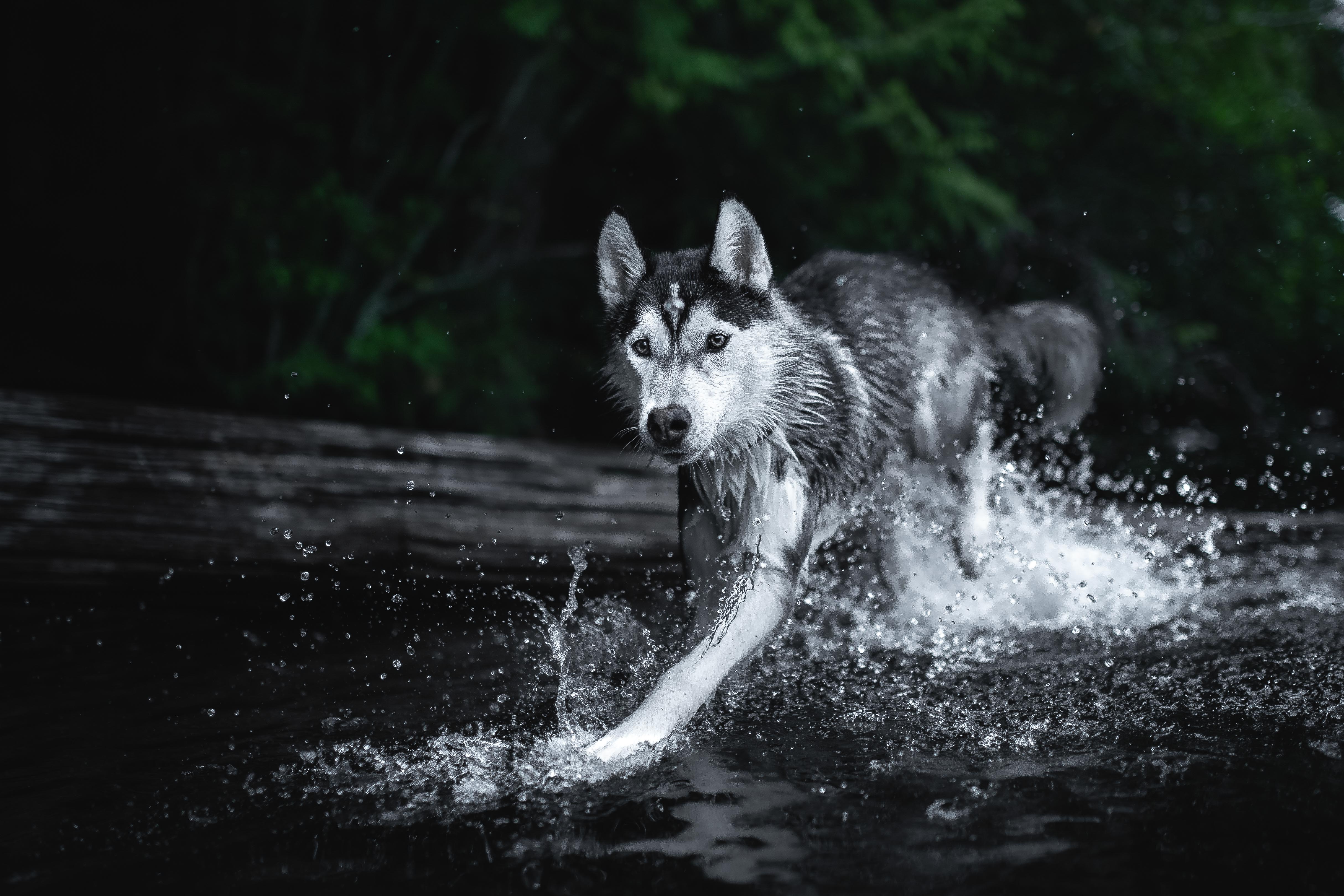 Wildlife photography of a a husky wolf dog splashing in the water in nature
