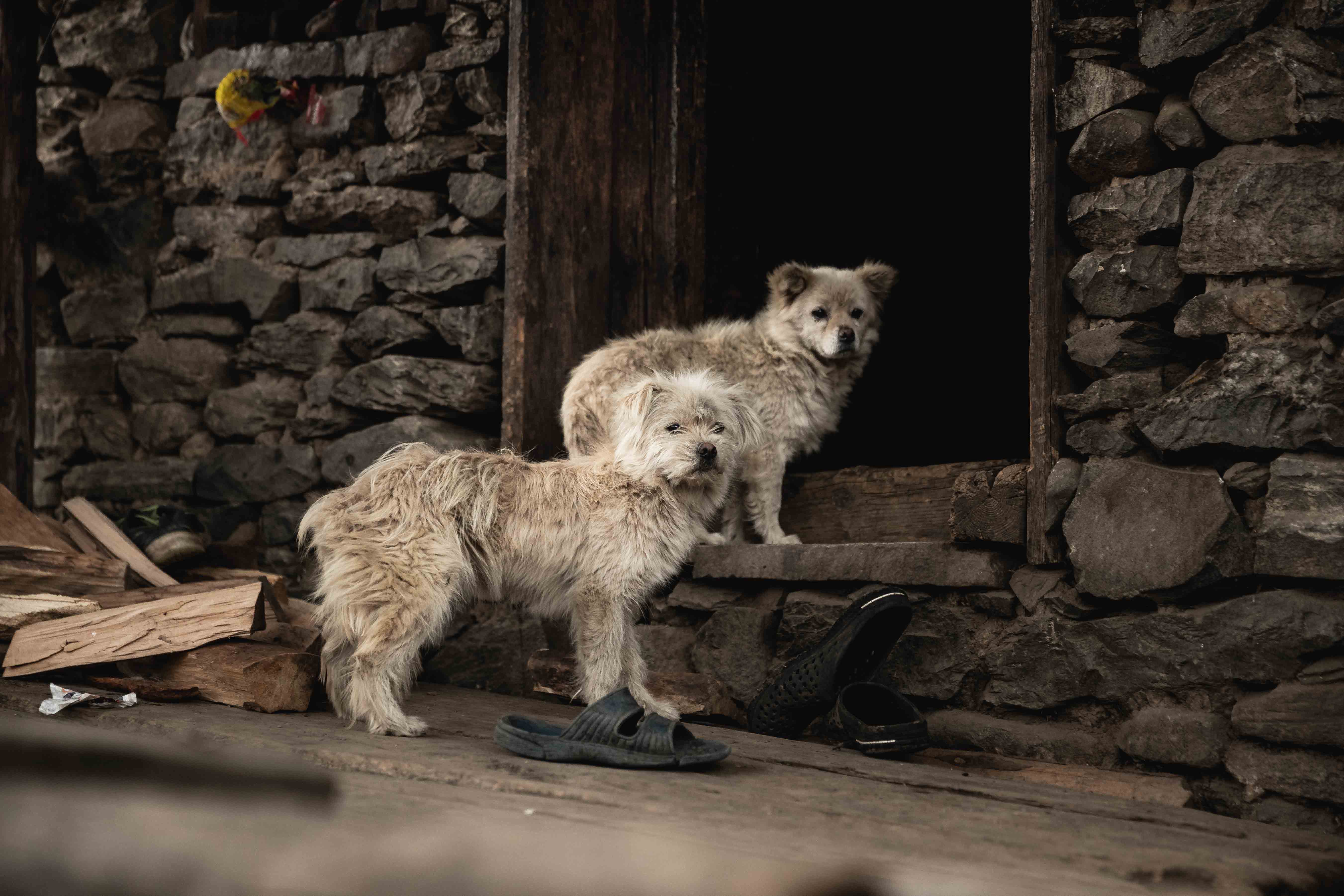 photography of two dogs in merak, bhutan