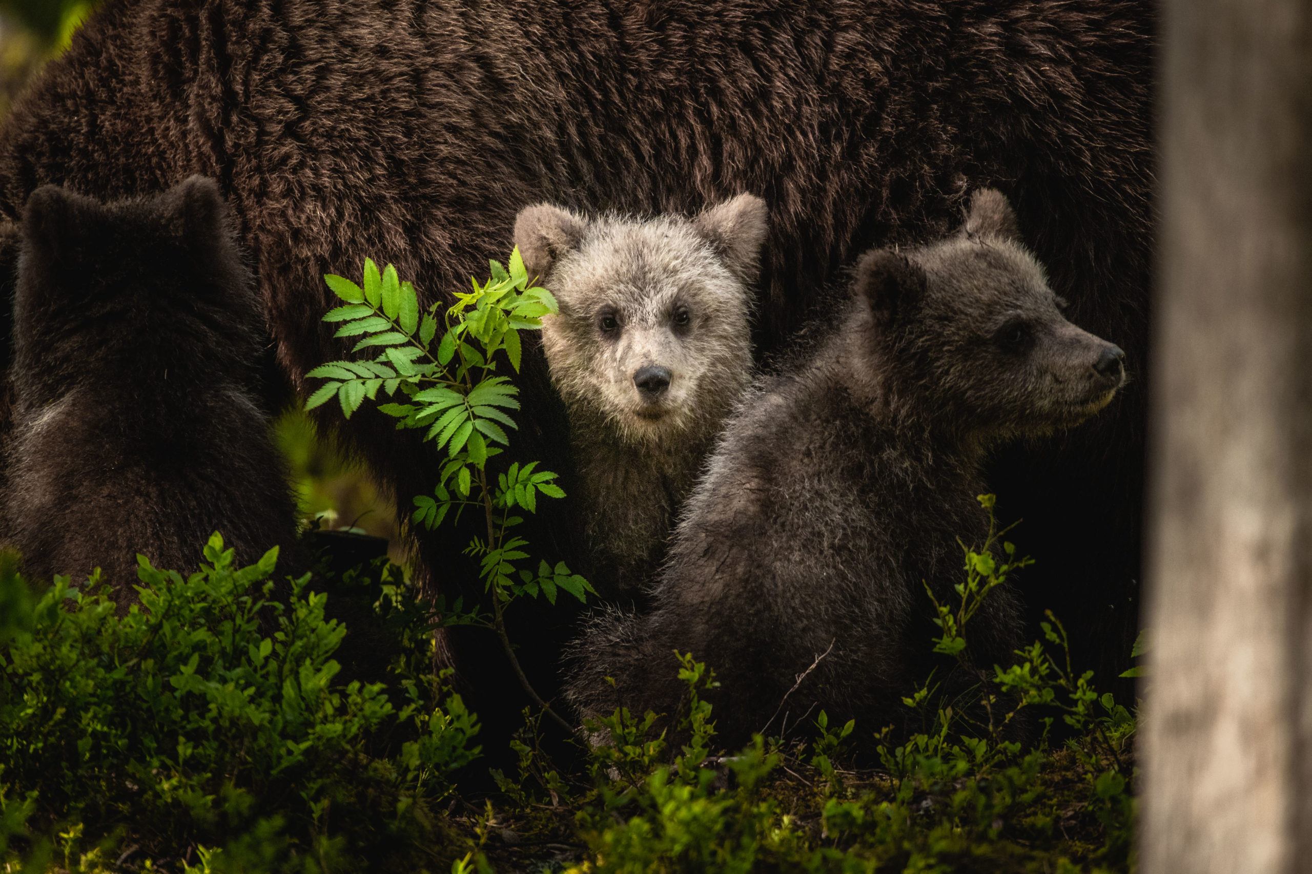 wildlife photography of a cute brown bear cub