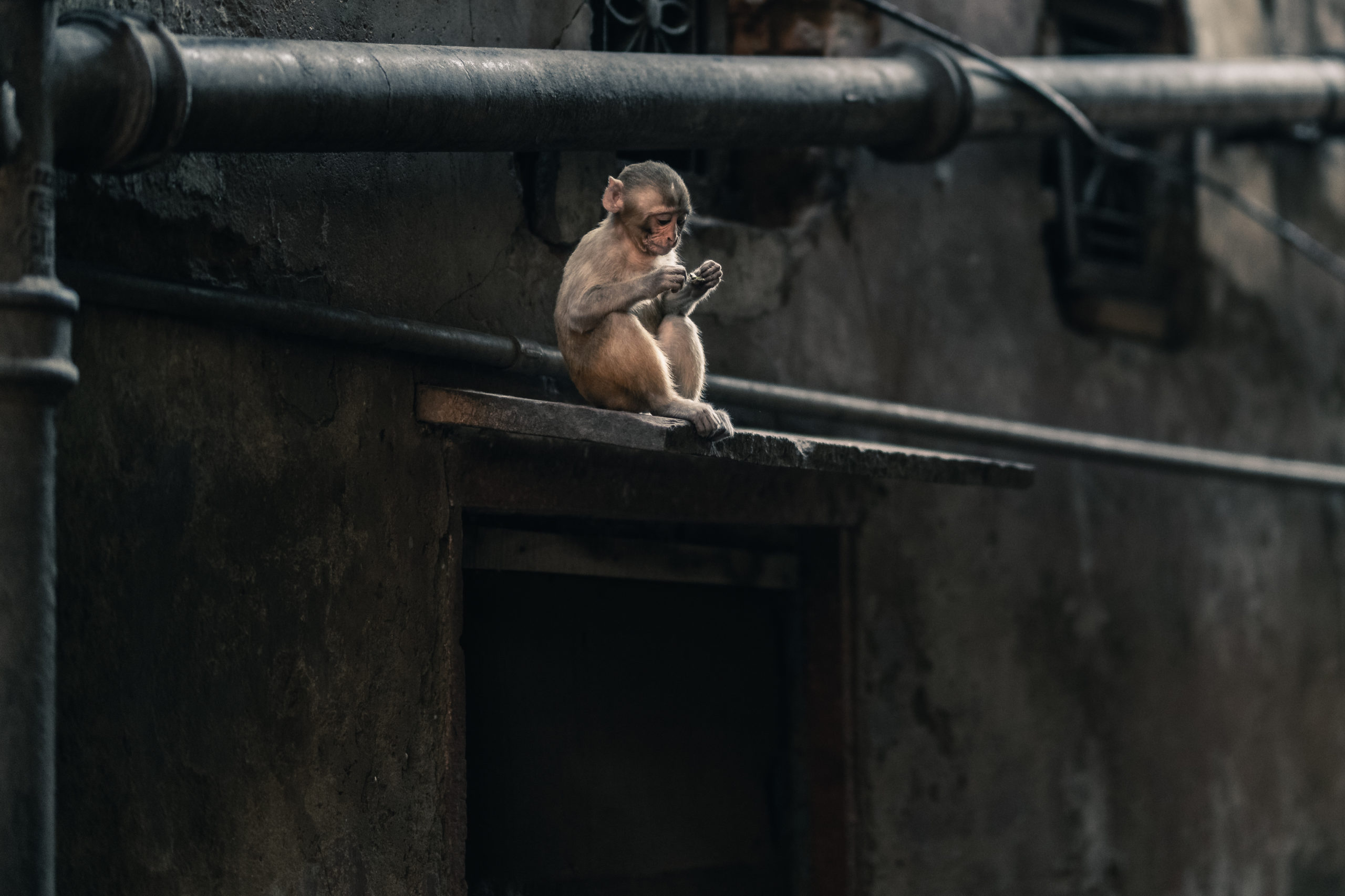 Street photography of a monkey on the streets of Mathura, India