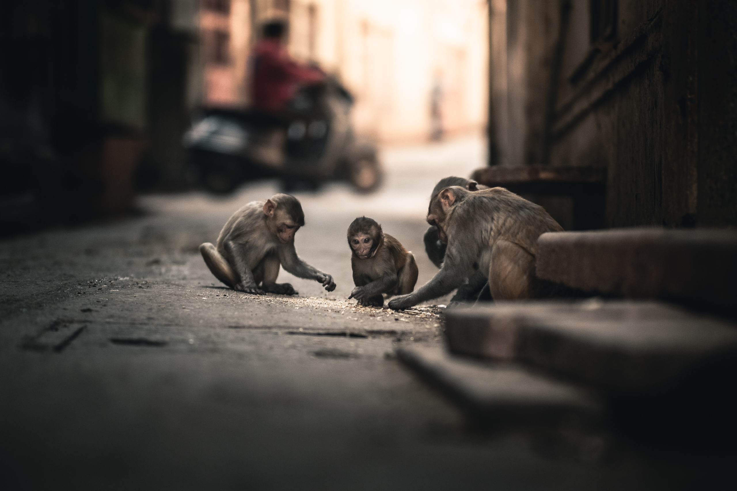 Street photography of monkeys on the streets of Mathura, India eating food off the ground