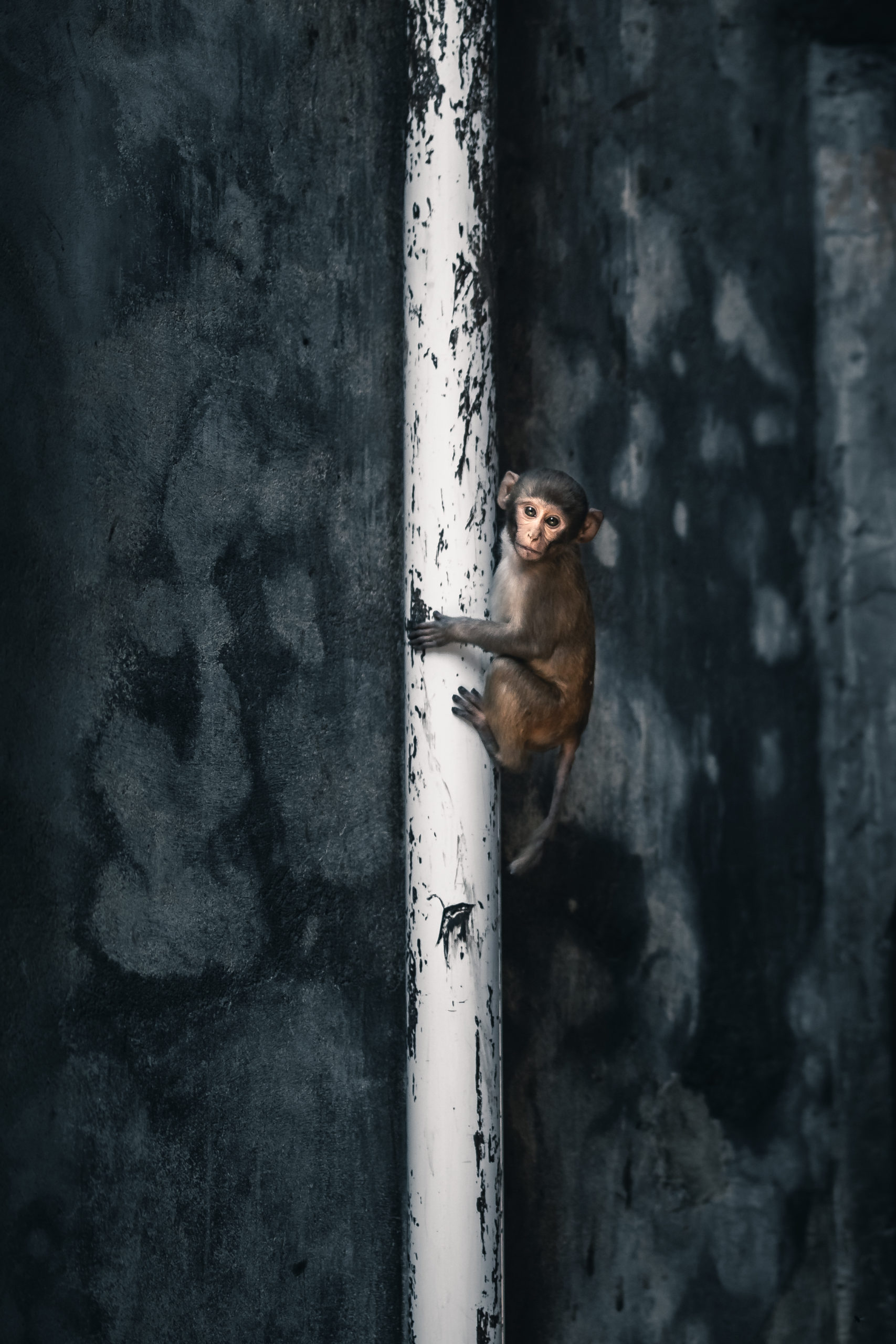 street photography of a monkey climbing a pipe in the streets of Mathura, India
