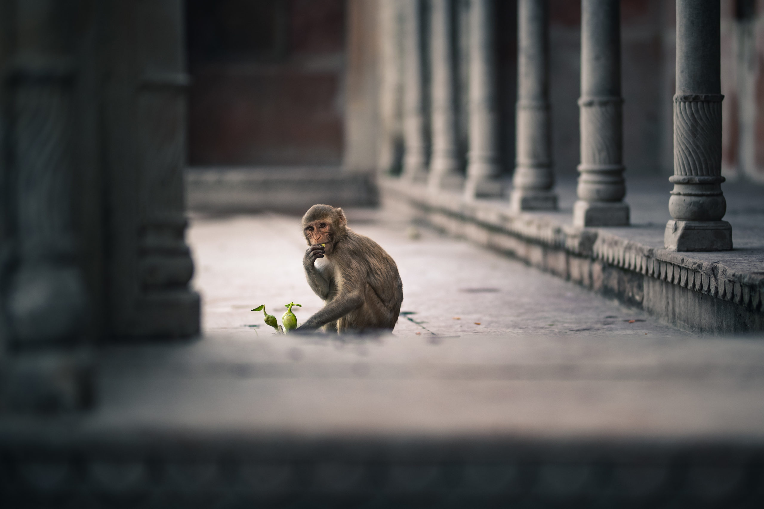 Street portrait photography of a monkey eating a plant on the streets of Mathura, India