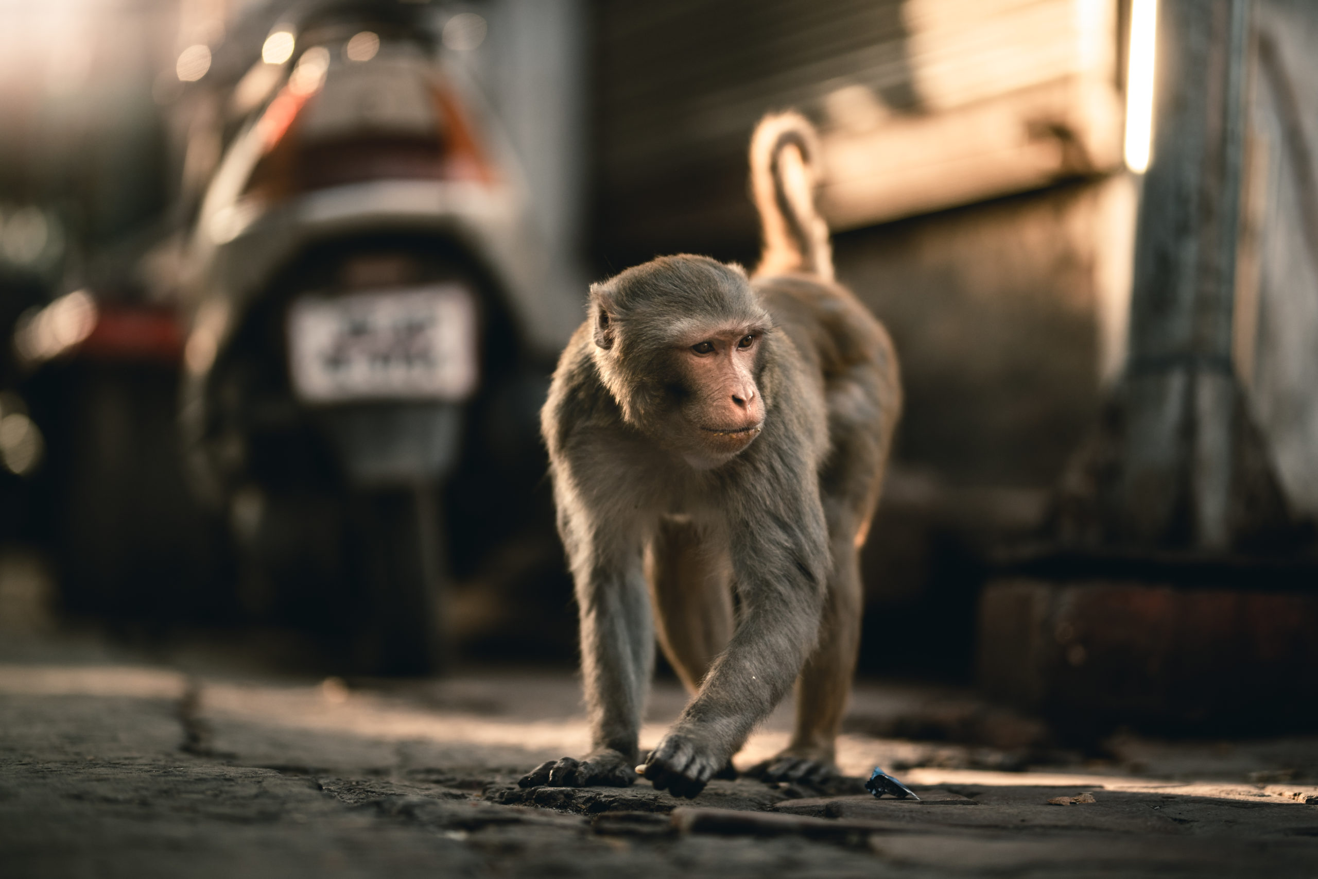 Chris Klupenger as a Street photography of a monkey on the streets of Mathura, India