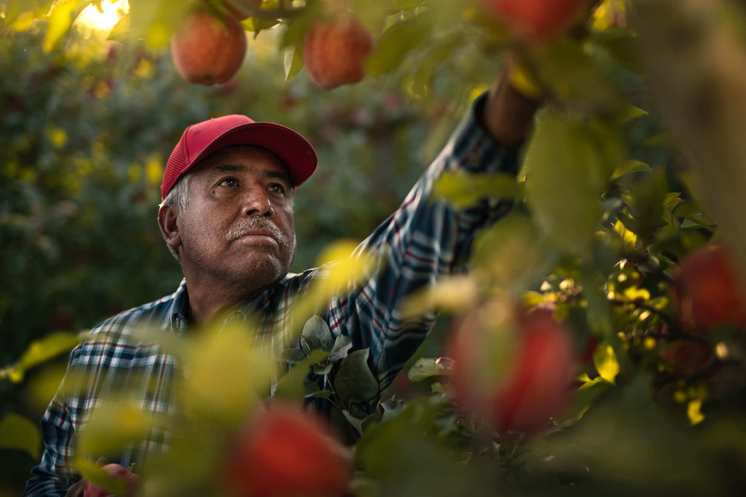 A migrant farm worker picks apples at an orchard in Yakima, Washington
