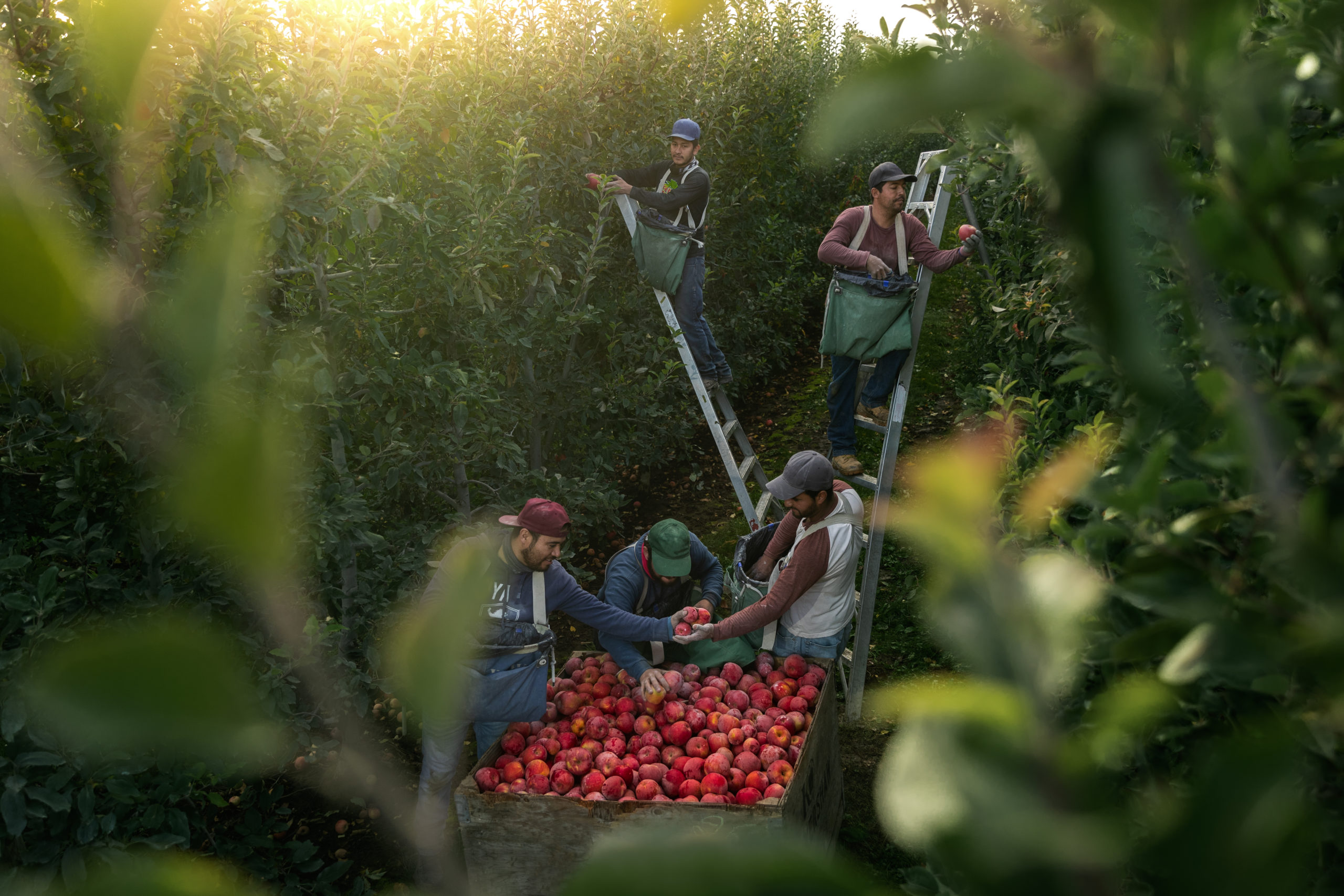 Migrant farm workers pick apples at an orchard in Yakima, Washington