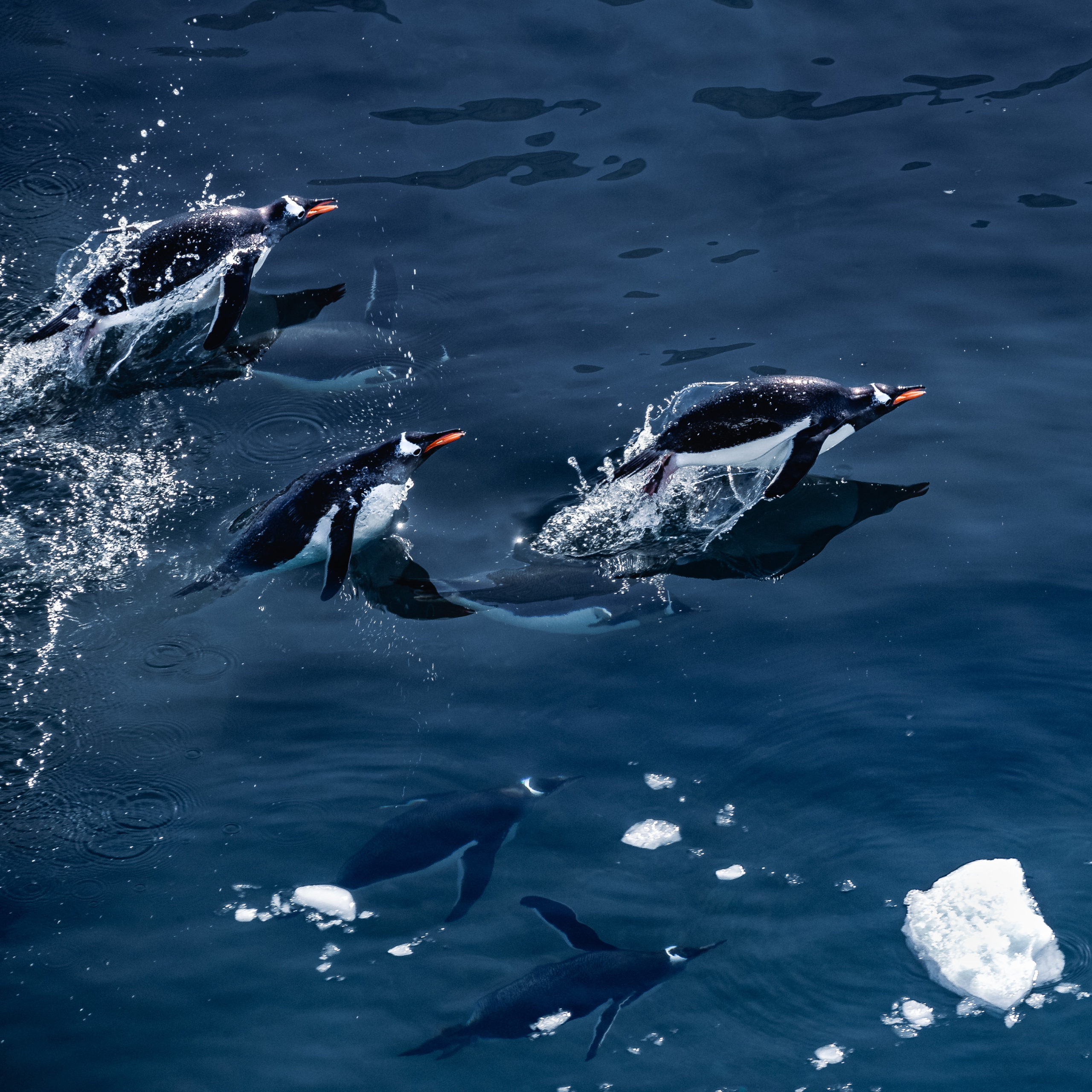 A group of gentoo penguins swimming in the ocean