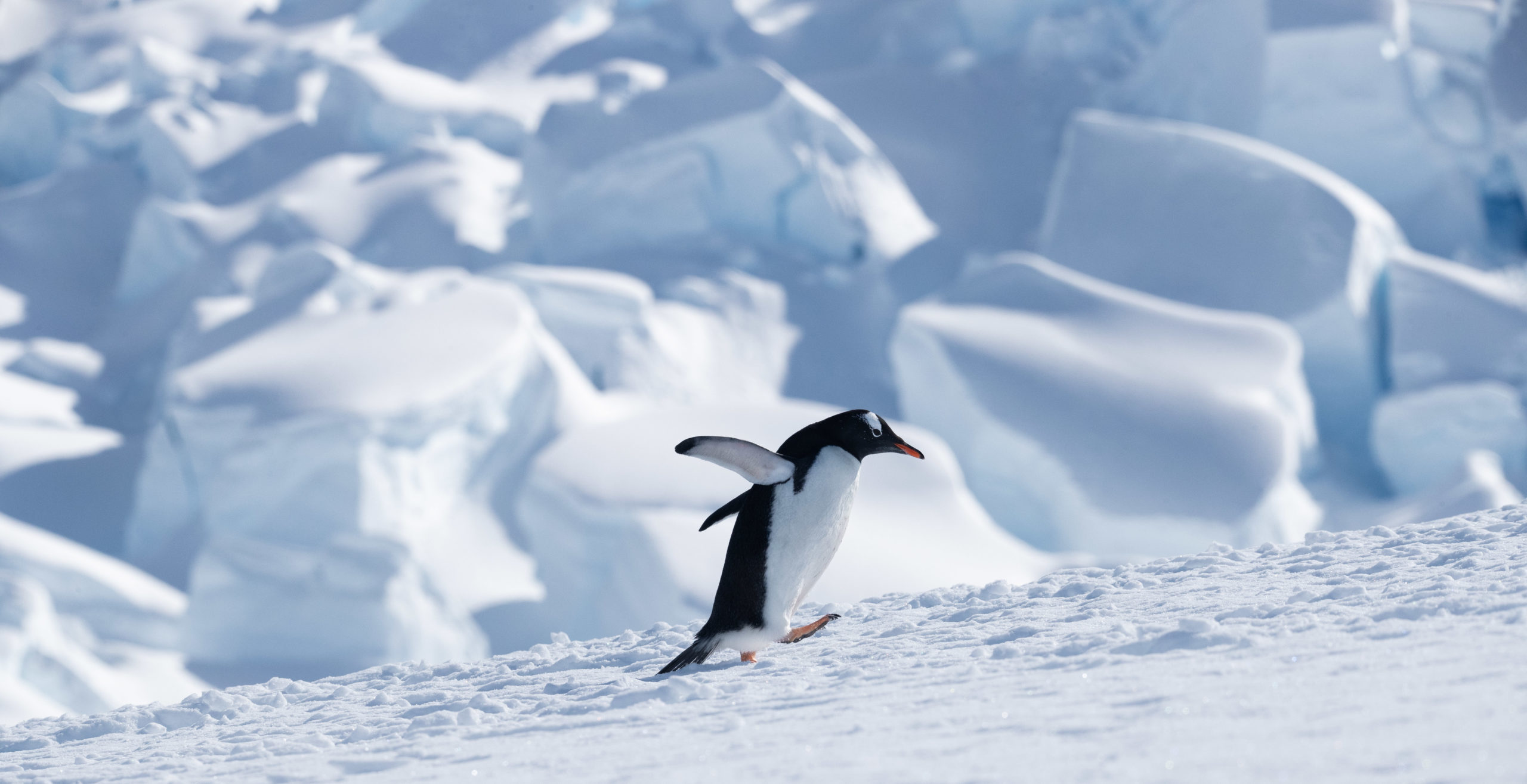 A gentoo penguin walks in front of a glacier in Neko Harbor, Antarctica