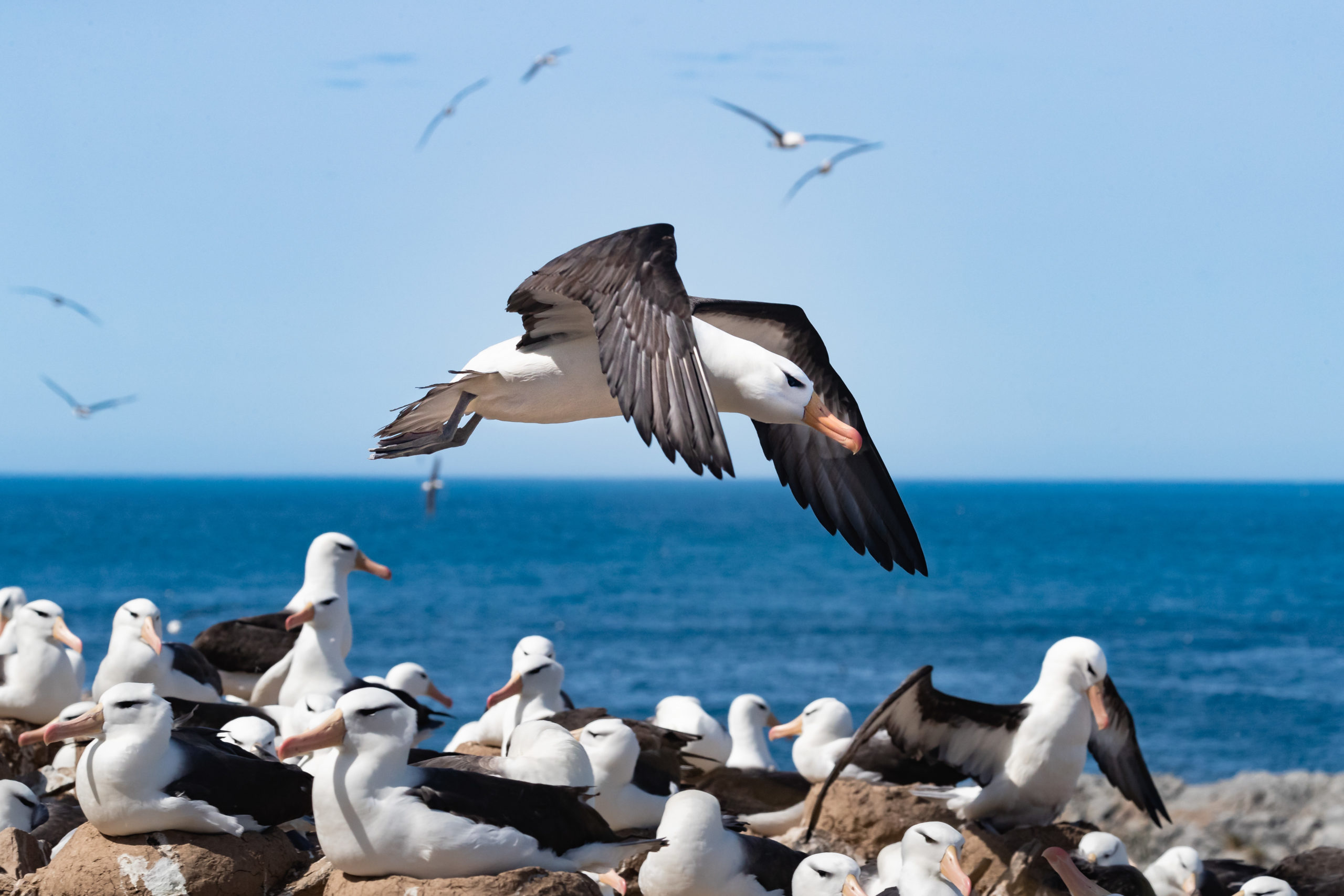 A black-browed albatross flying back to it's nest on Steeple Jason Island, Falklands