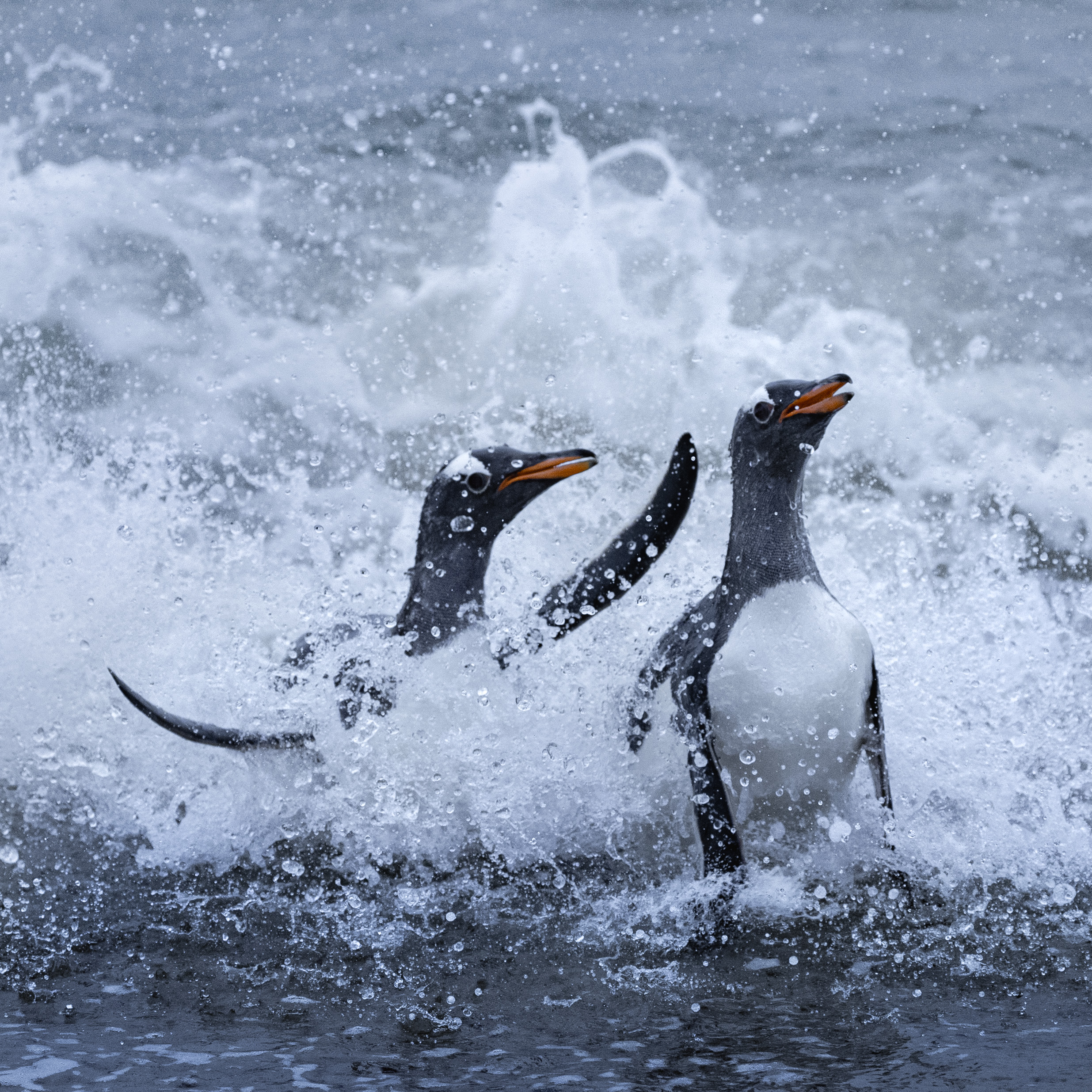 Two gentoo penguins return to shore on the Falkland Islands