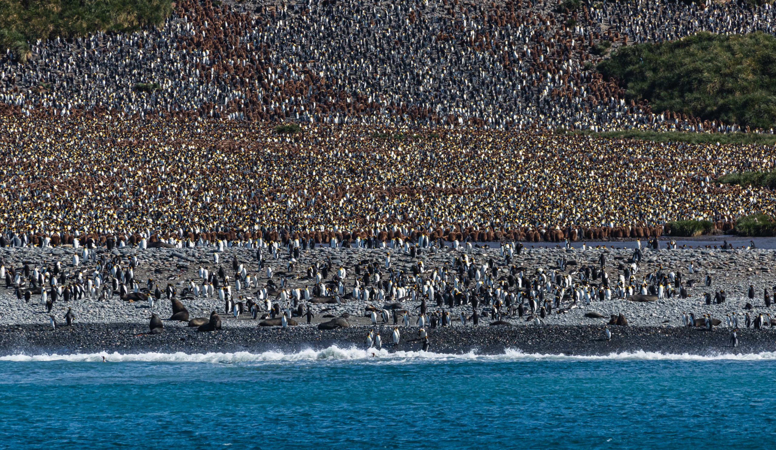 A large King Penguin Colony on the beaches of South Georgia Island