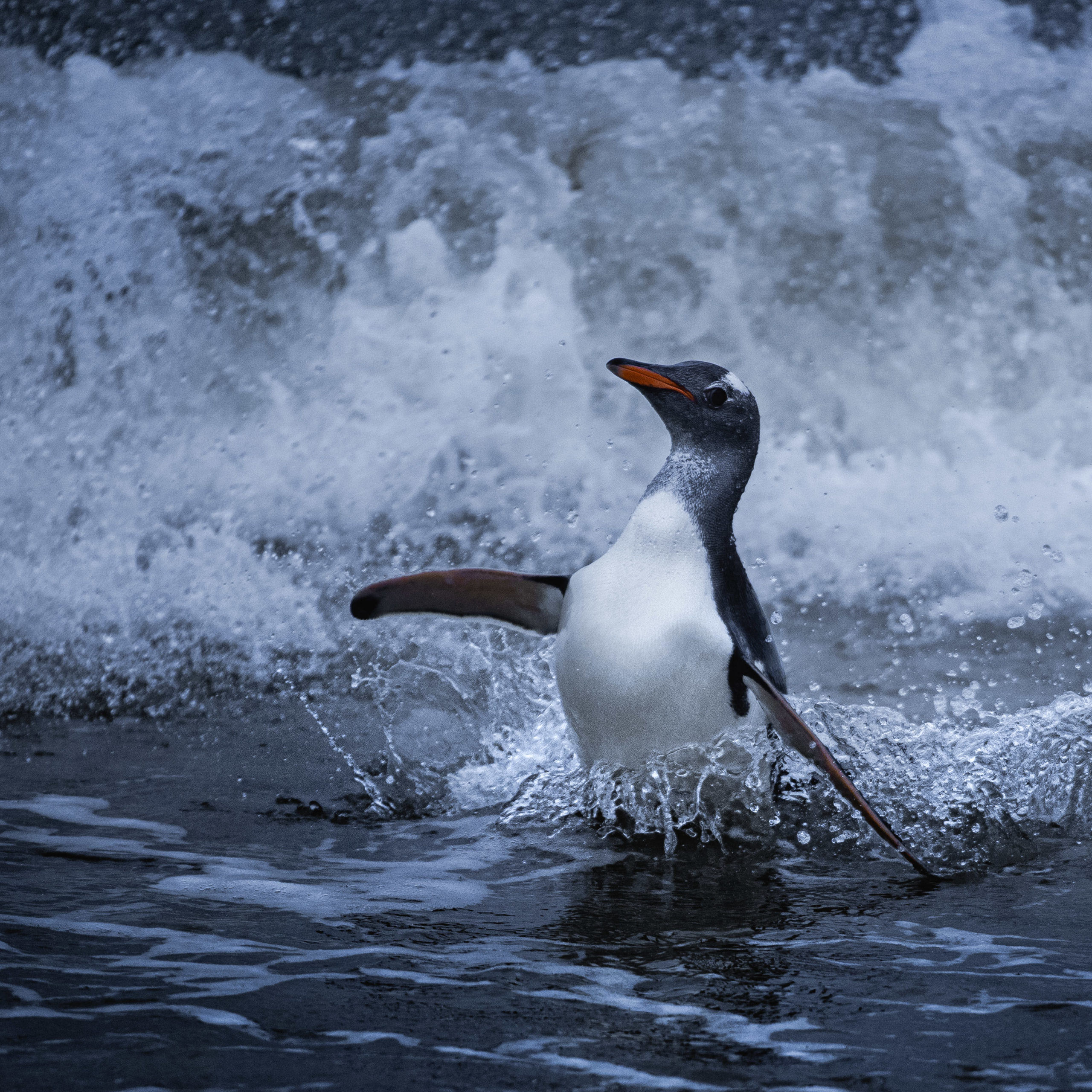 Agentoo penguins return to shore on the Falkland Islands