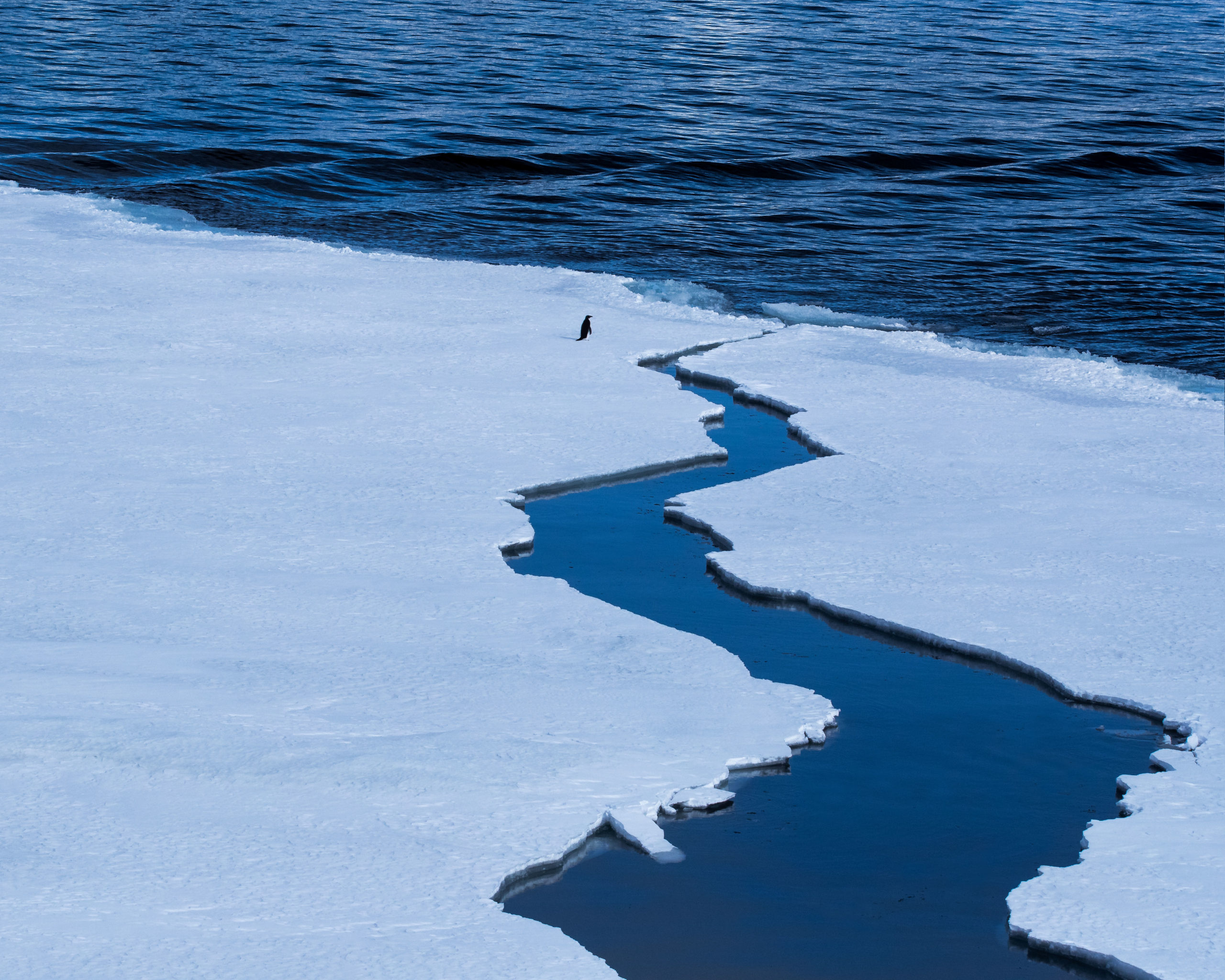 Photography of an adeli penguin standing on ice floating in the Weddell sea, Antarctica