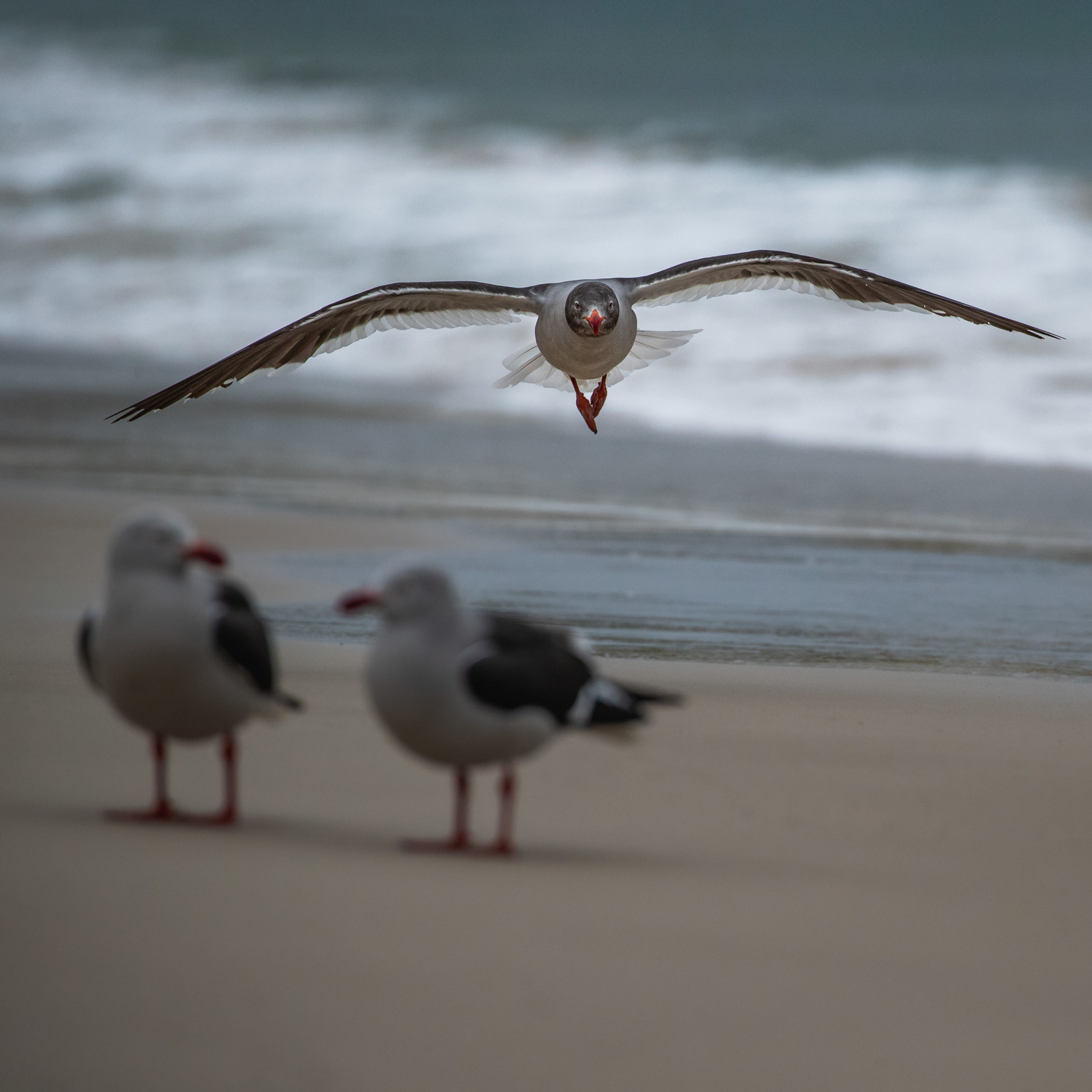 Wildlife photography of a dolphin gull flying on a beach at the Falkland Islands