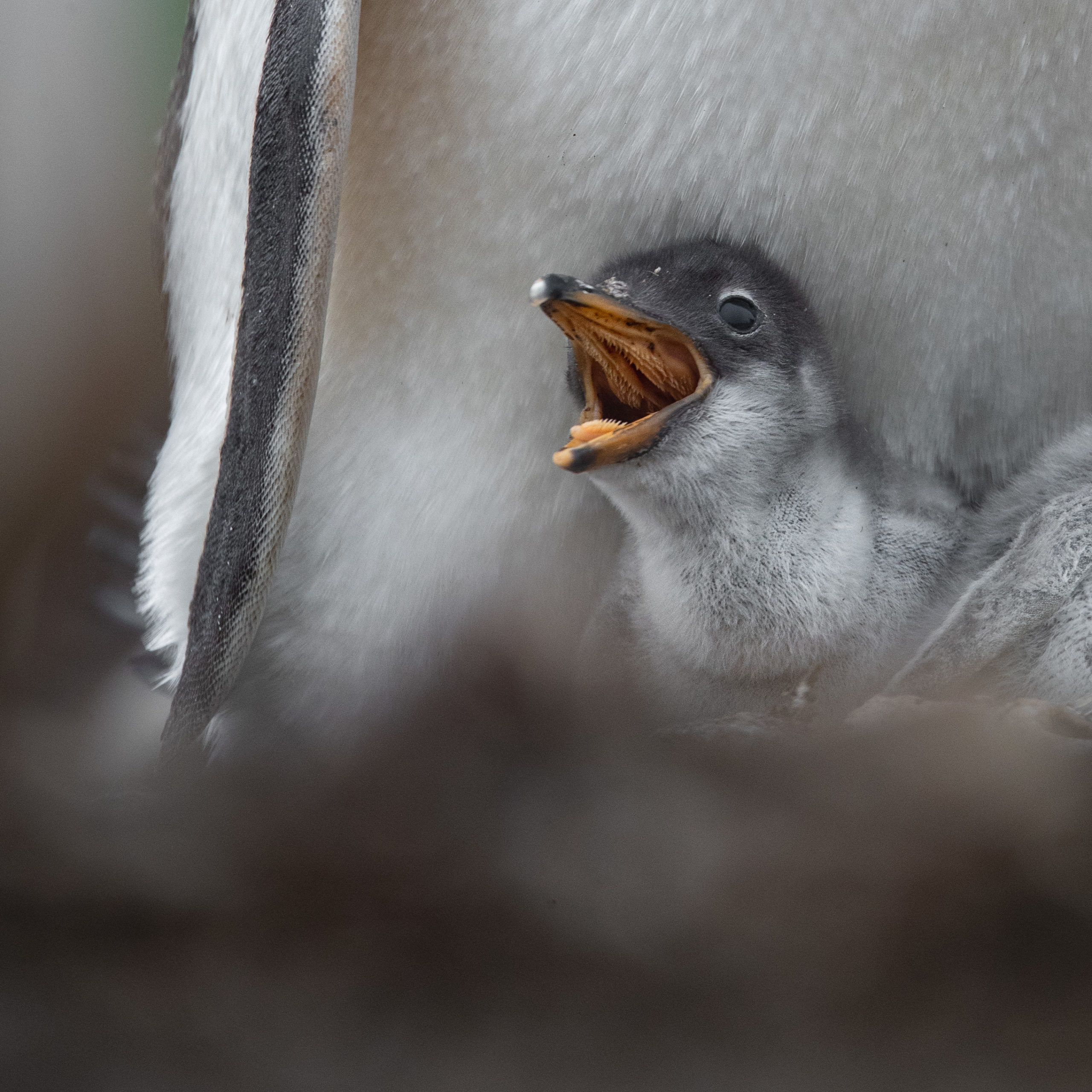 Wildlife photography of a newborn gentoo penguin chick at its nest on the Falkland Islands