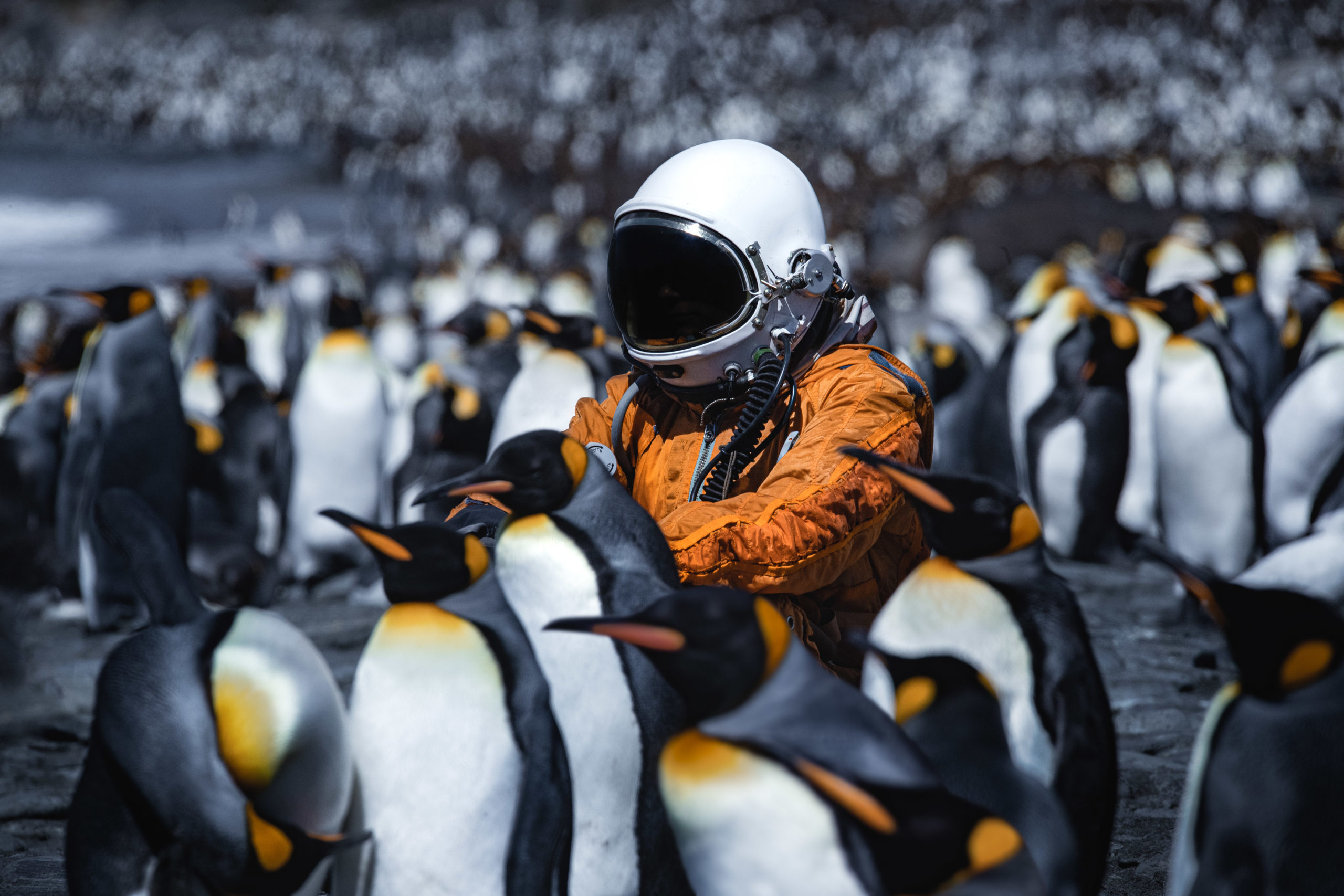 Photography of an astronaut at a colony of alien-like King Penguins on the otherworldly landscape of South Georgia Island near Antarctica.