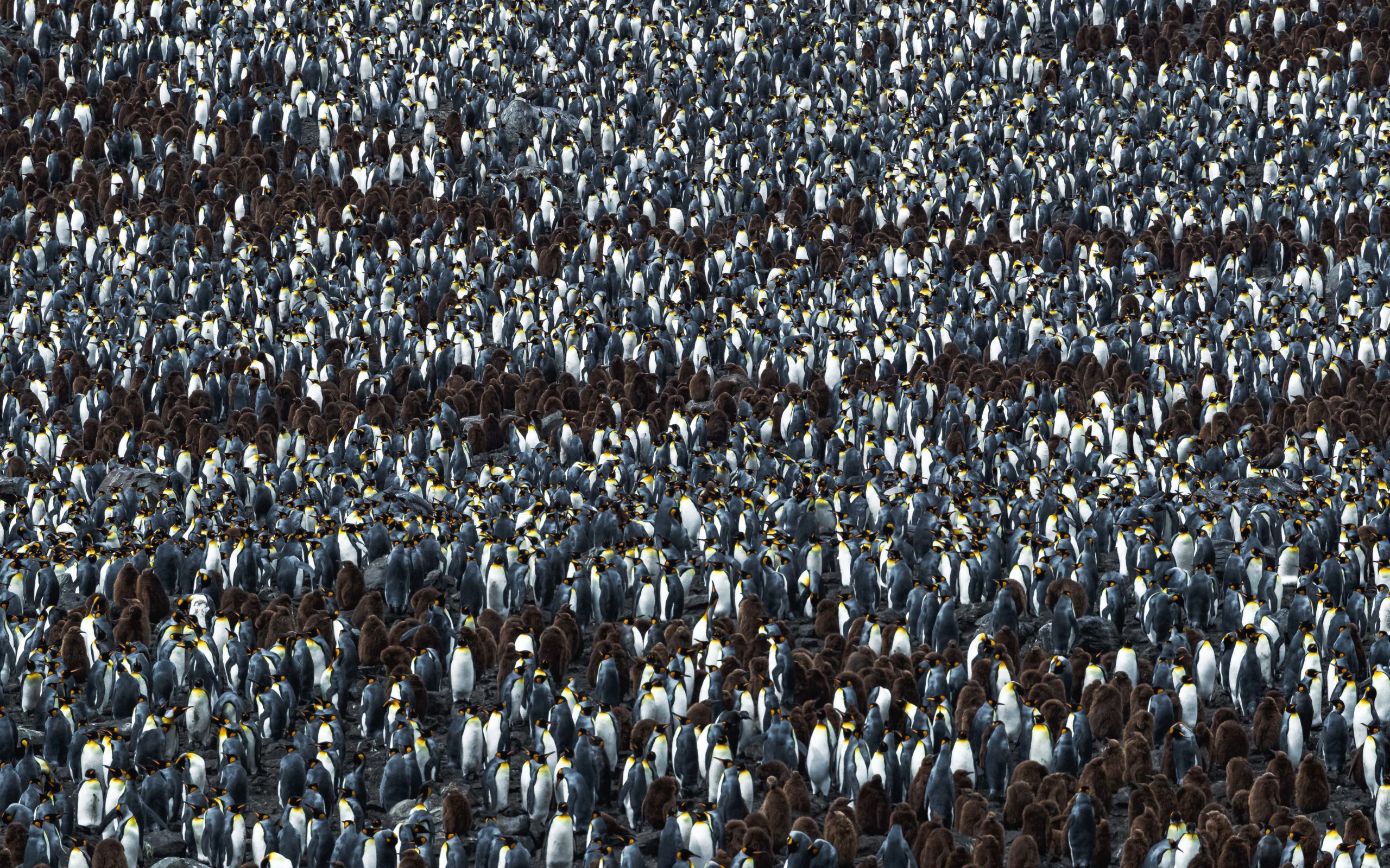 A large king penguin colony on South Georgia Island