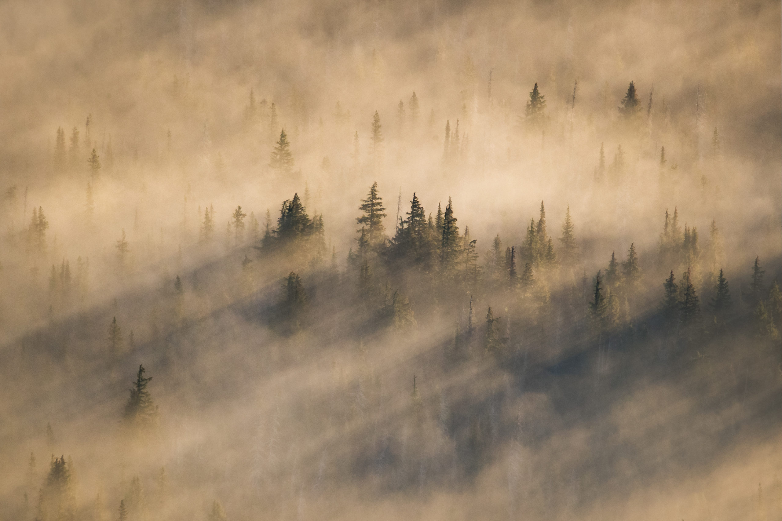 Aerial photography of a foggy forest during sunrise