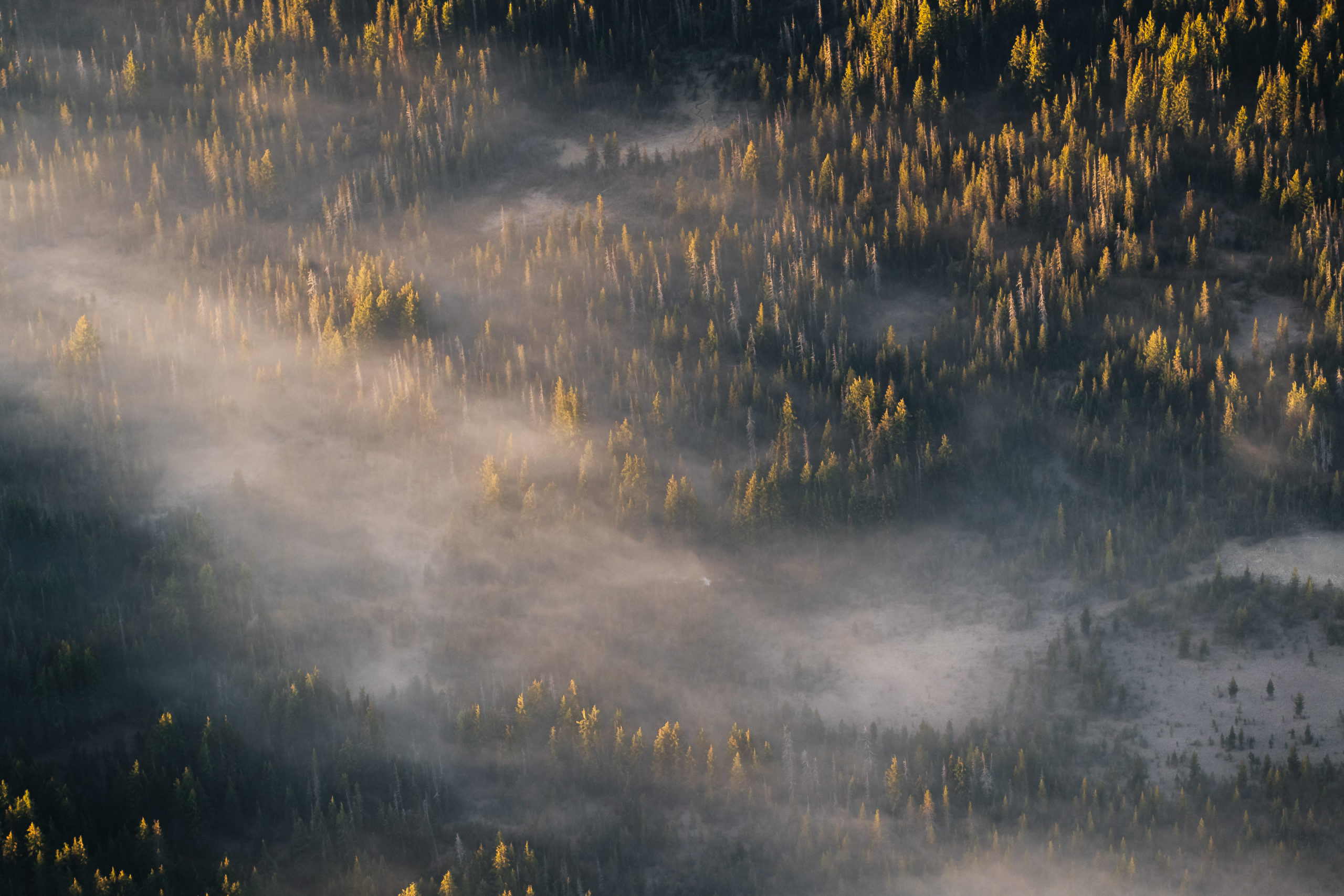 Oregon Aerial photography of a foggy forest during sunrise