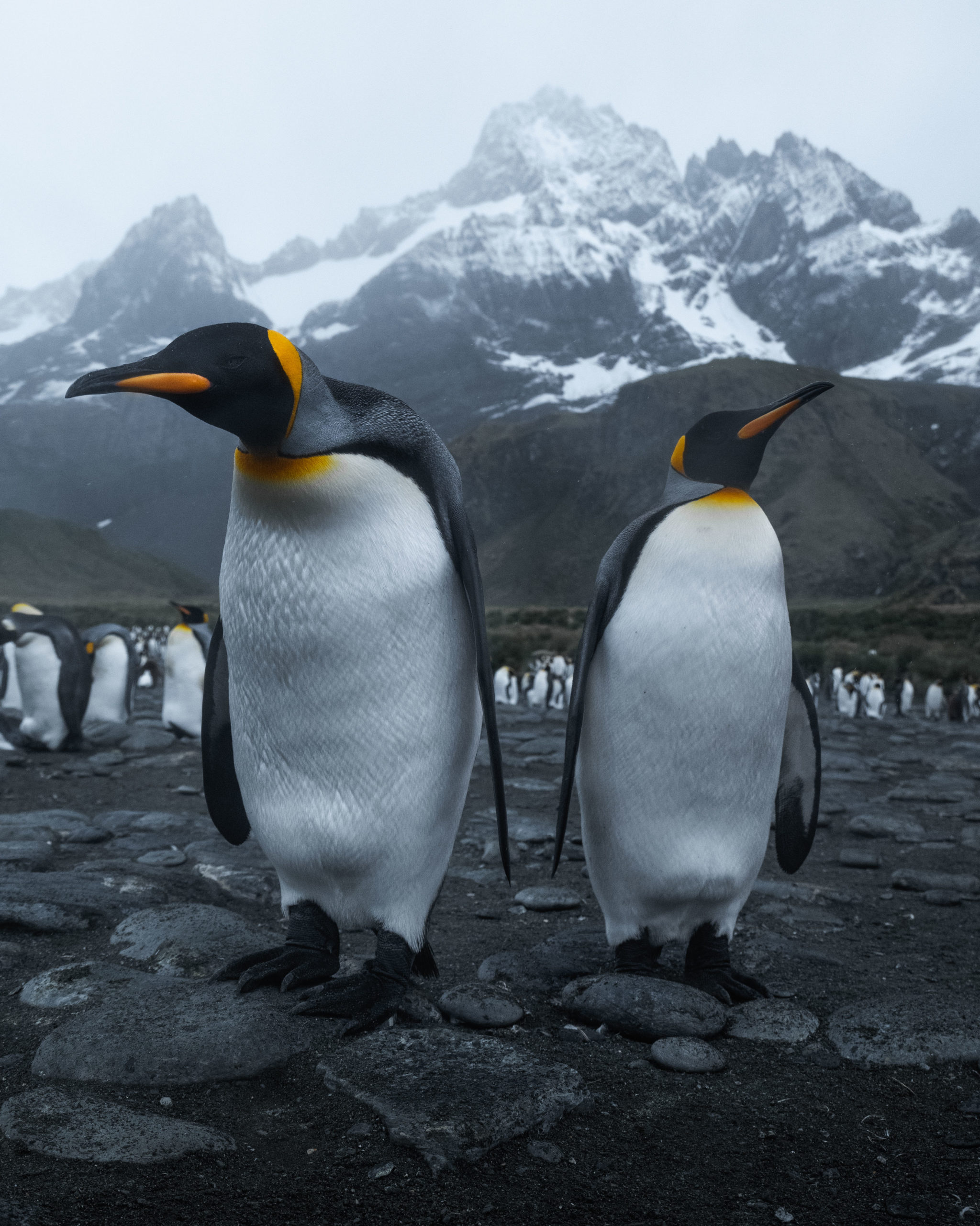 Wildlife photography of two king penguins on a beach on South Georgia Island