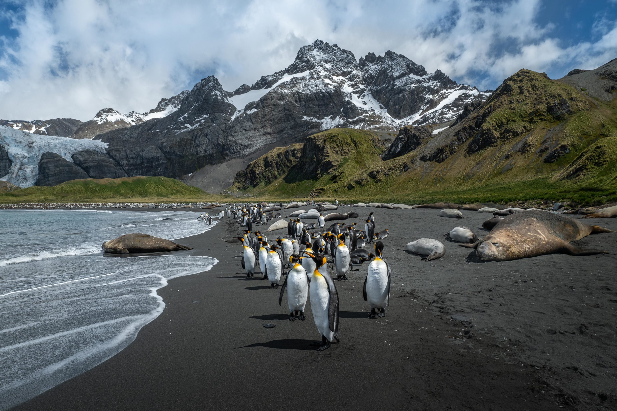 Landscape photography. King penguins and elephant seals share the beach on Gold Harbor, South Georgia Island