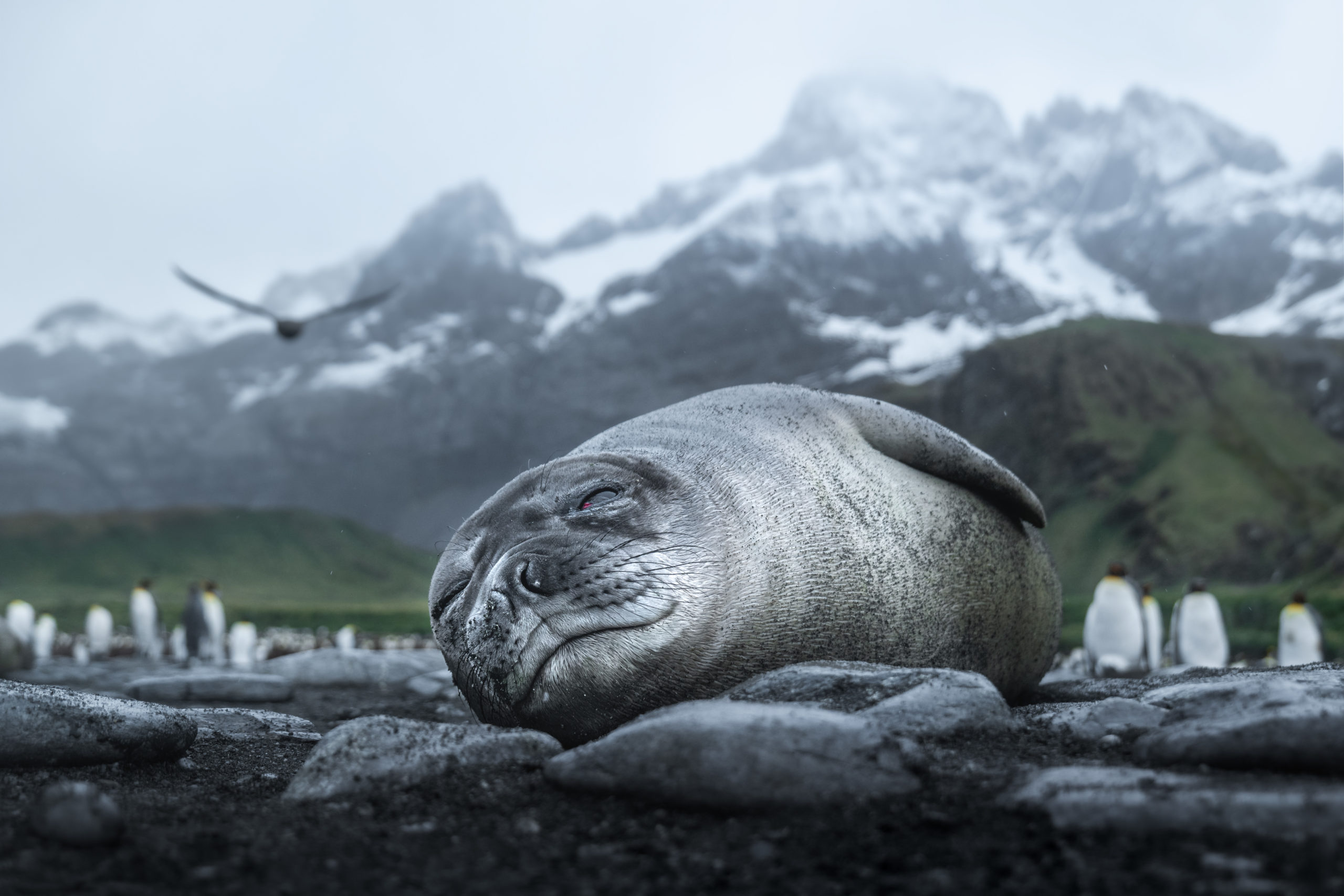 Wildlife photography of an elephant seal pup laying on a beach on South Georgia Island