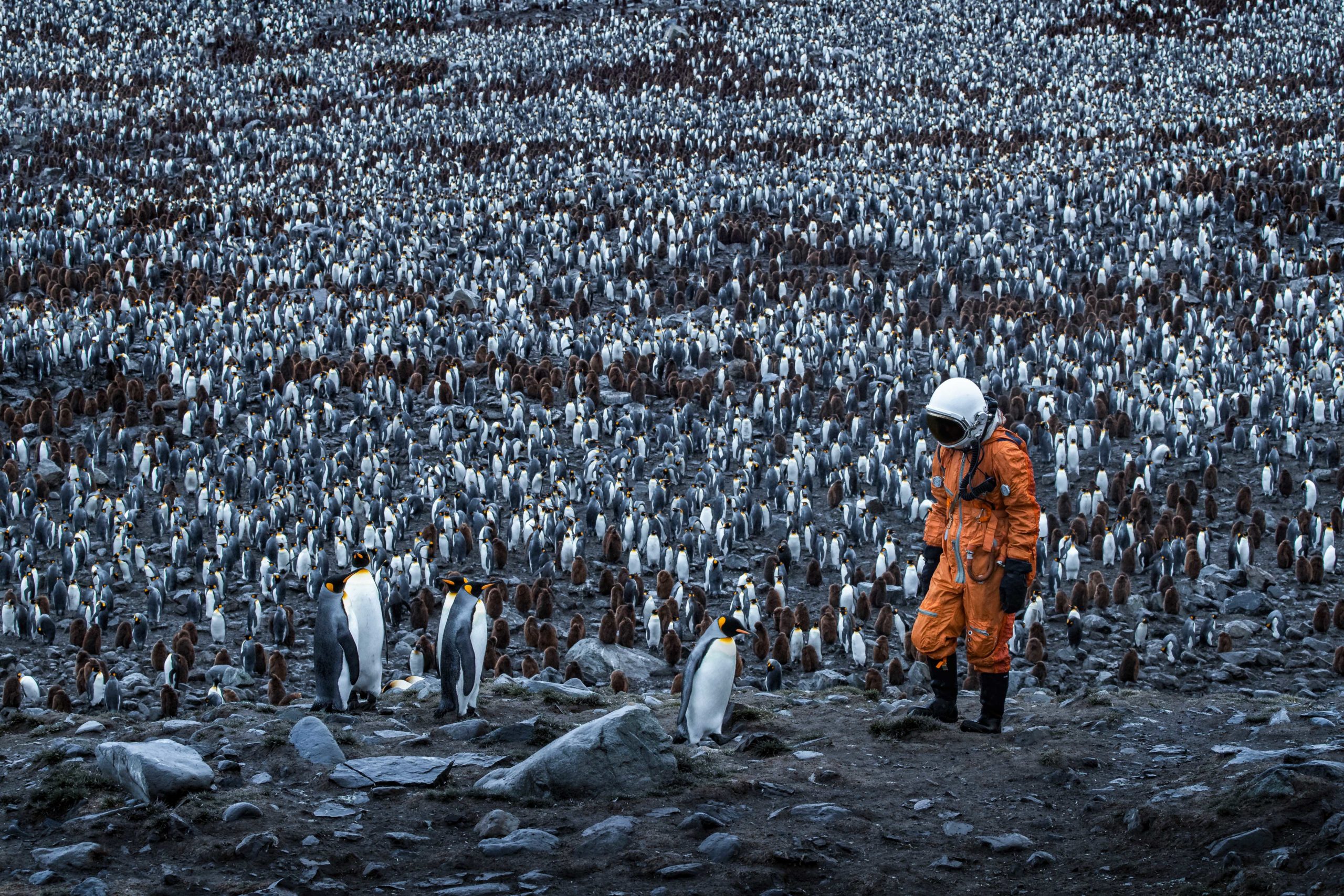 Conceptual photography of an astronaut standing in front of a massive colony of King Penguins on South Georgia Island, Antarctica. Part of Space to Roam by Andrew Studer