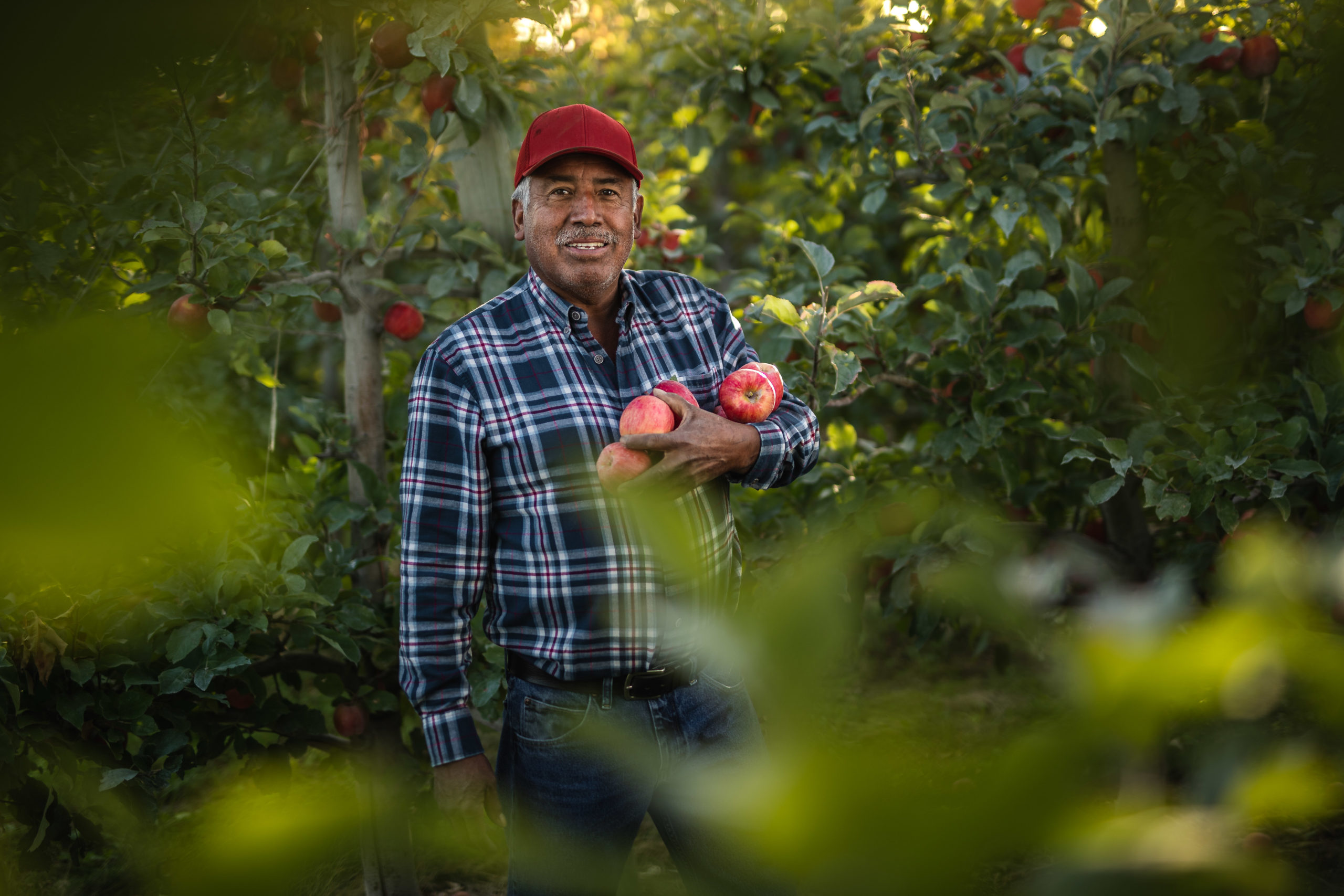 Commercial Portrait photography of an apple farmer with SuperFresh Growers in Yakima Washington