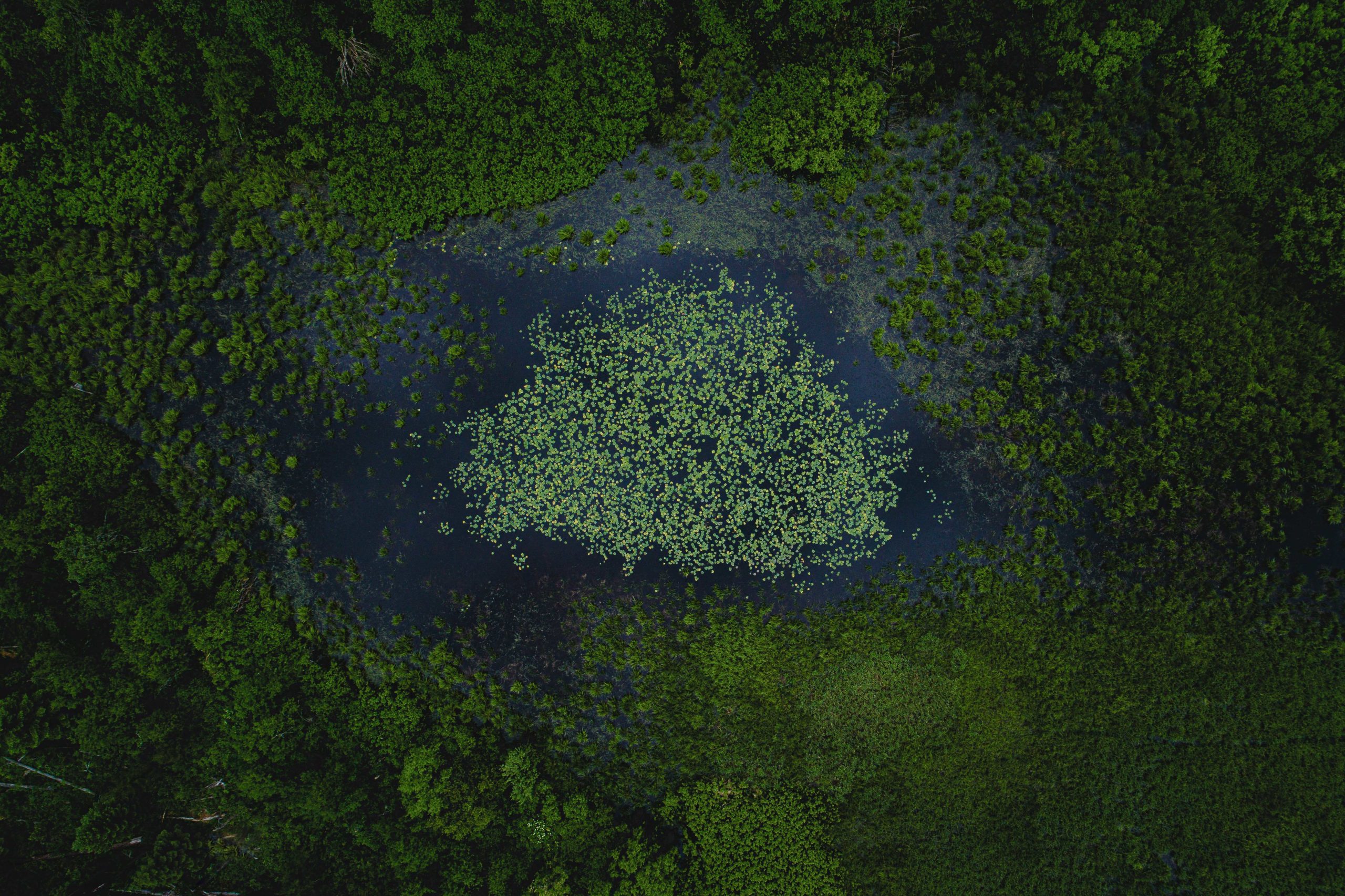 Aerial photography of a lush pond with lilly pads in Montana