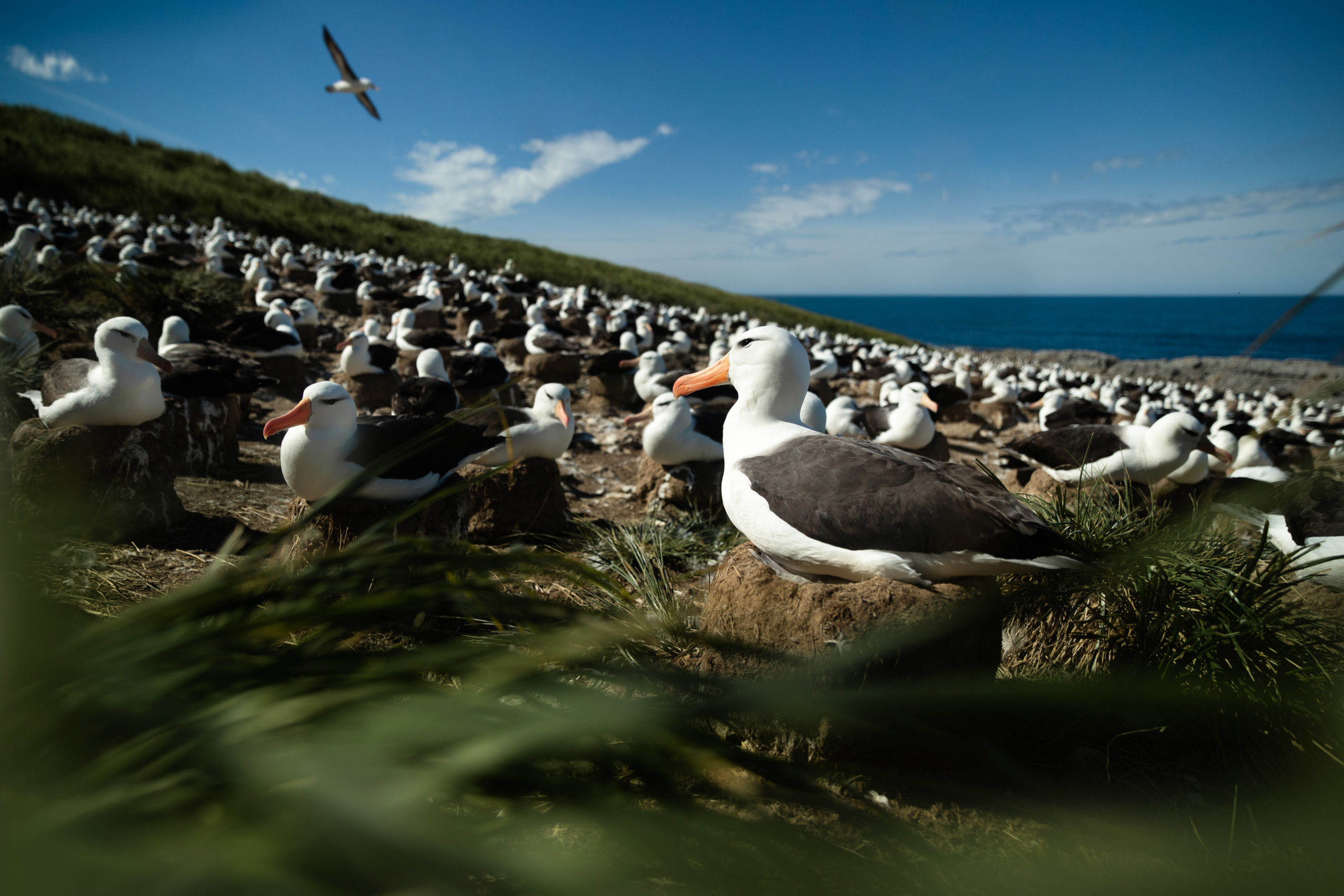 Wildlife photography of a large colony of nesting albatross on Steeple Jason Island in the Shetland Islands