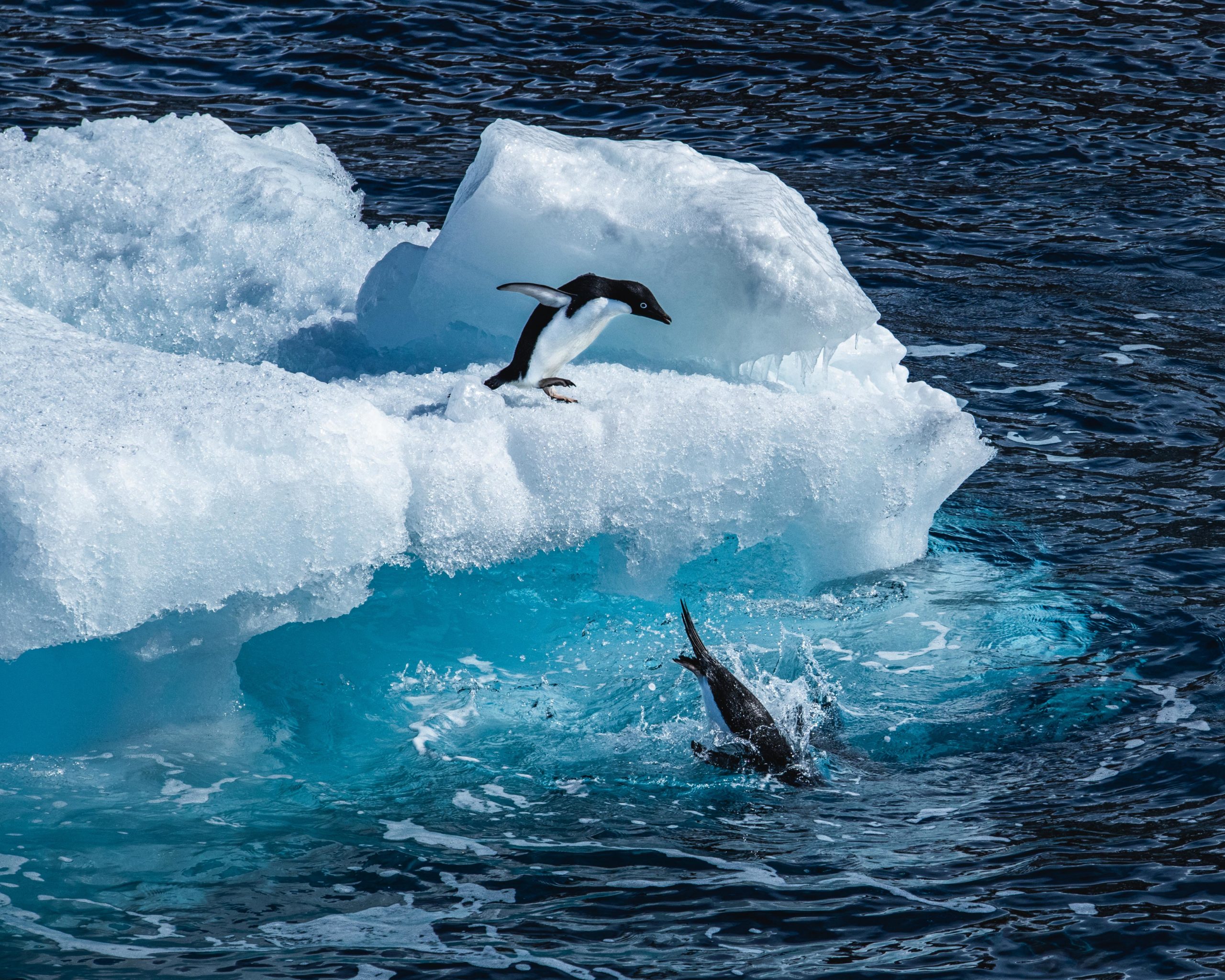 Wildlife photography of Adeli penguins jumping into the water from ice floating in the Weddell sea, Antarctica