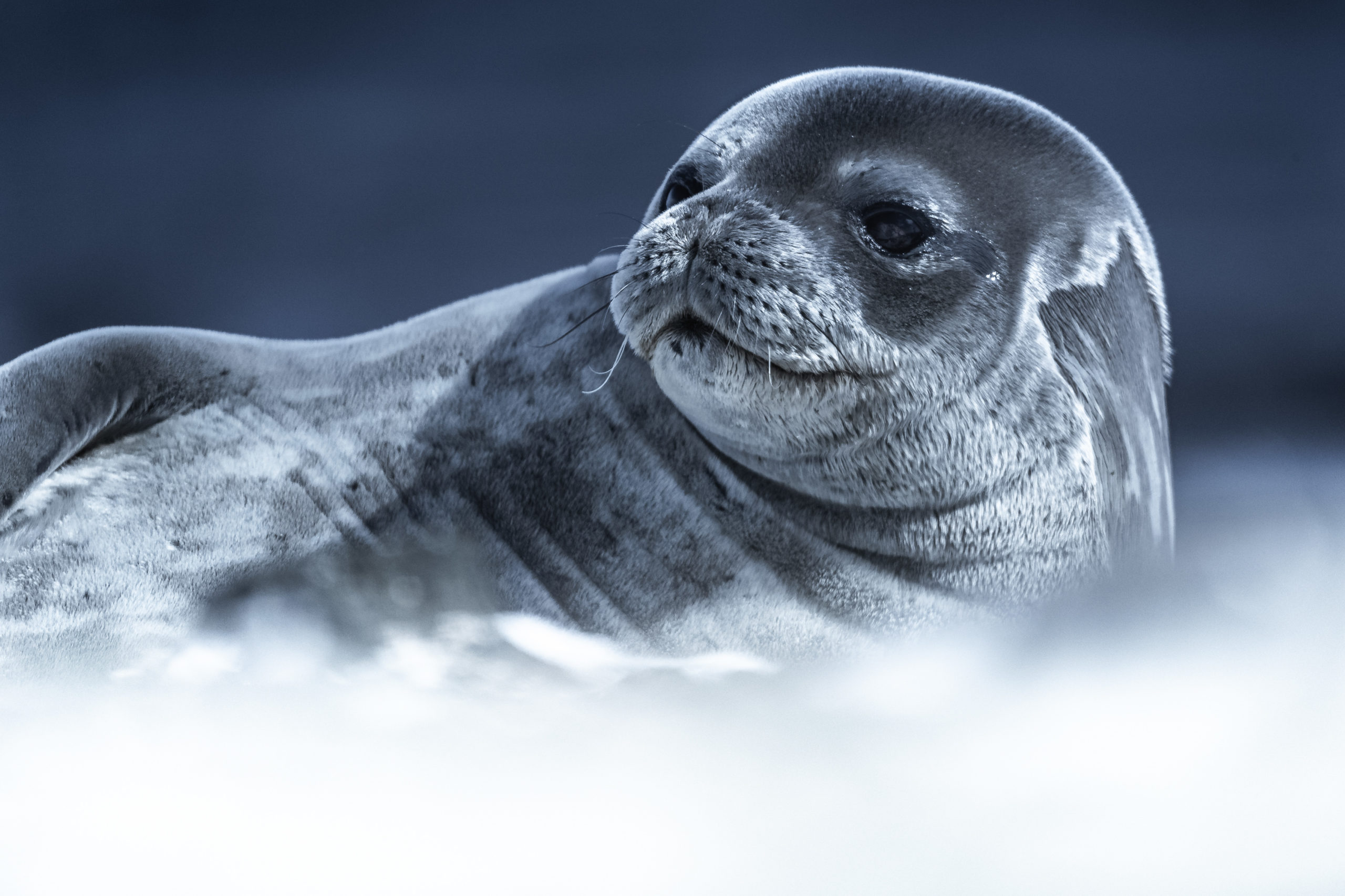 Wildlife Photography of a weddell seal laying on a beach in Antartica