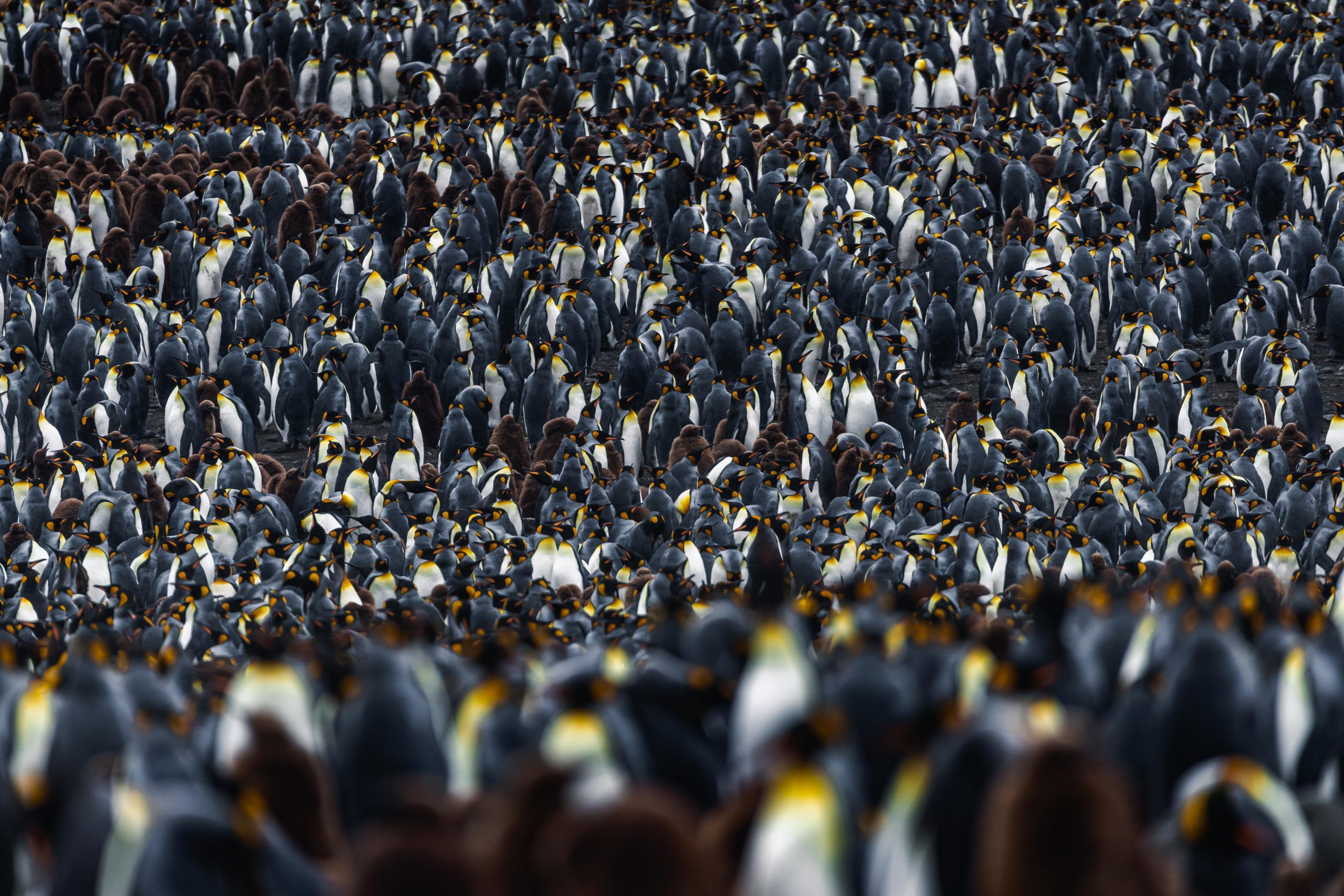 Photography of a massive colony of king penguins at St Andrews Bay on South Georgia Island