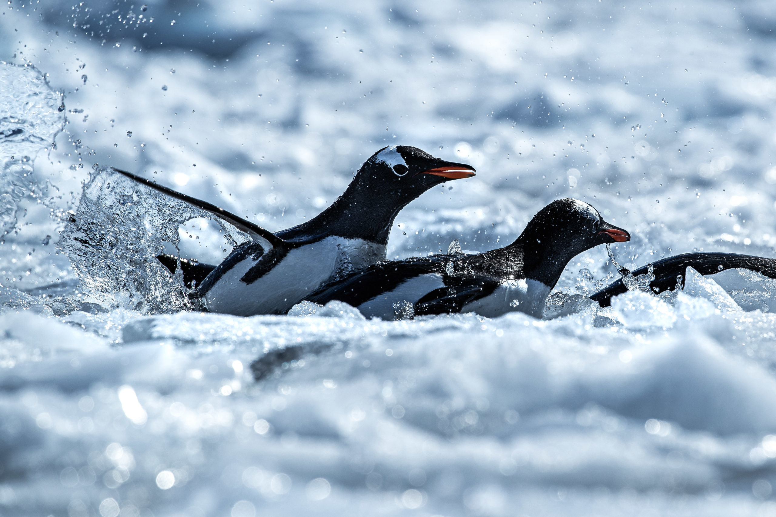 Wildlife photography of gentoo penguins swimming amongst the ice in Antarctica