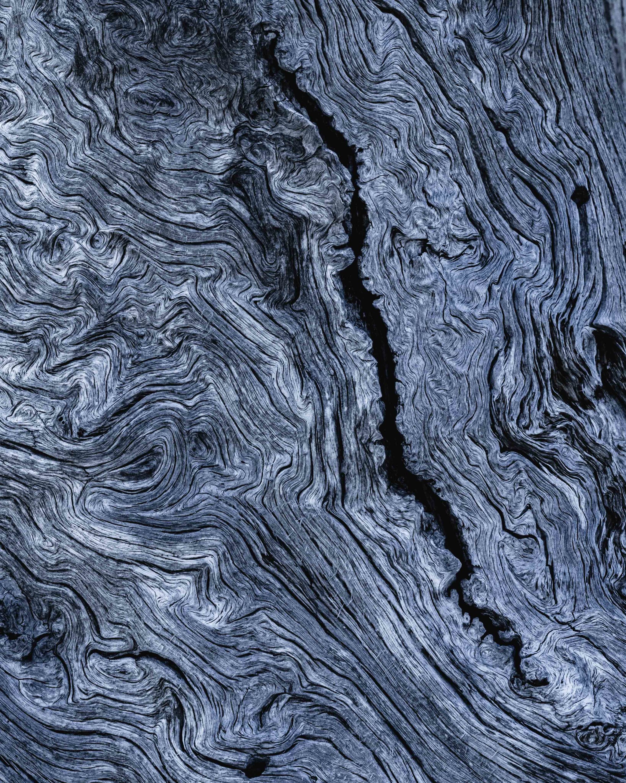 Abstract photography of patterns found on tree bark